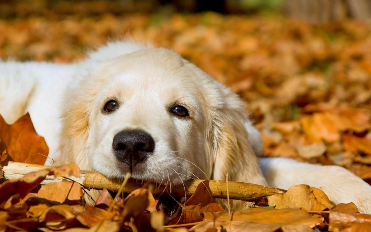 Cucciolo golden retriever tra foglie autunnali, 1440x900 720p, Laptop