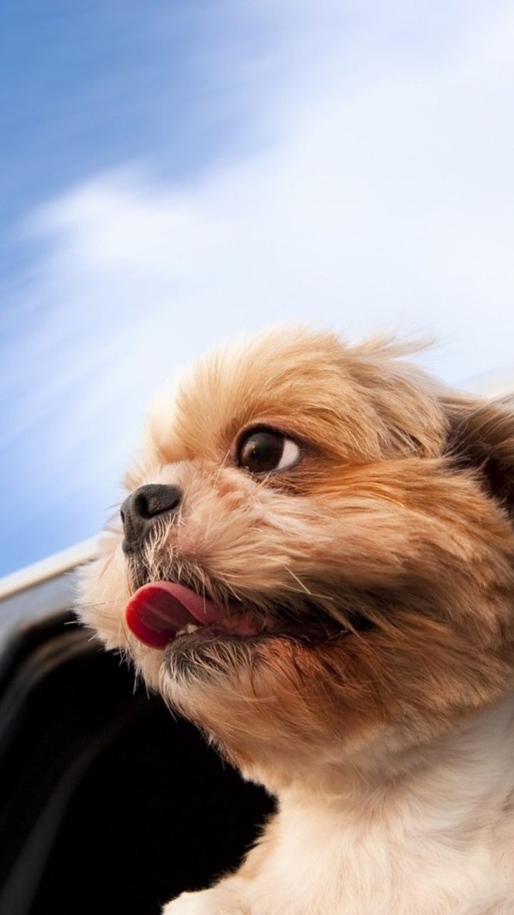 Cane peloso in auto al vento, 720x1280 Verticale, Telefono