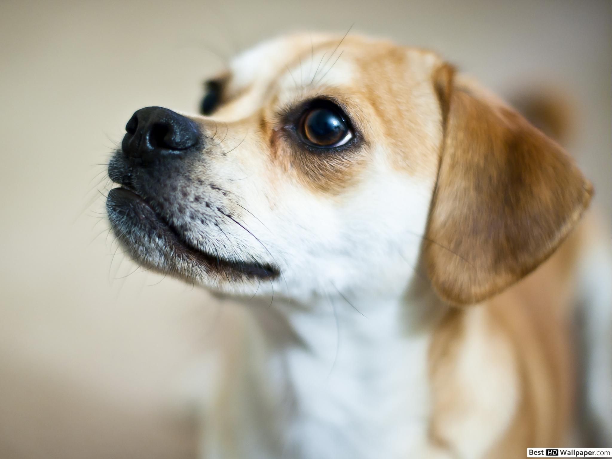 Cane beagle mix primo piano, 2048x1536 2K, Desktop
