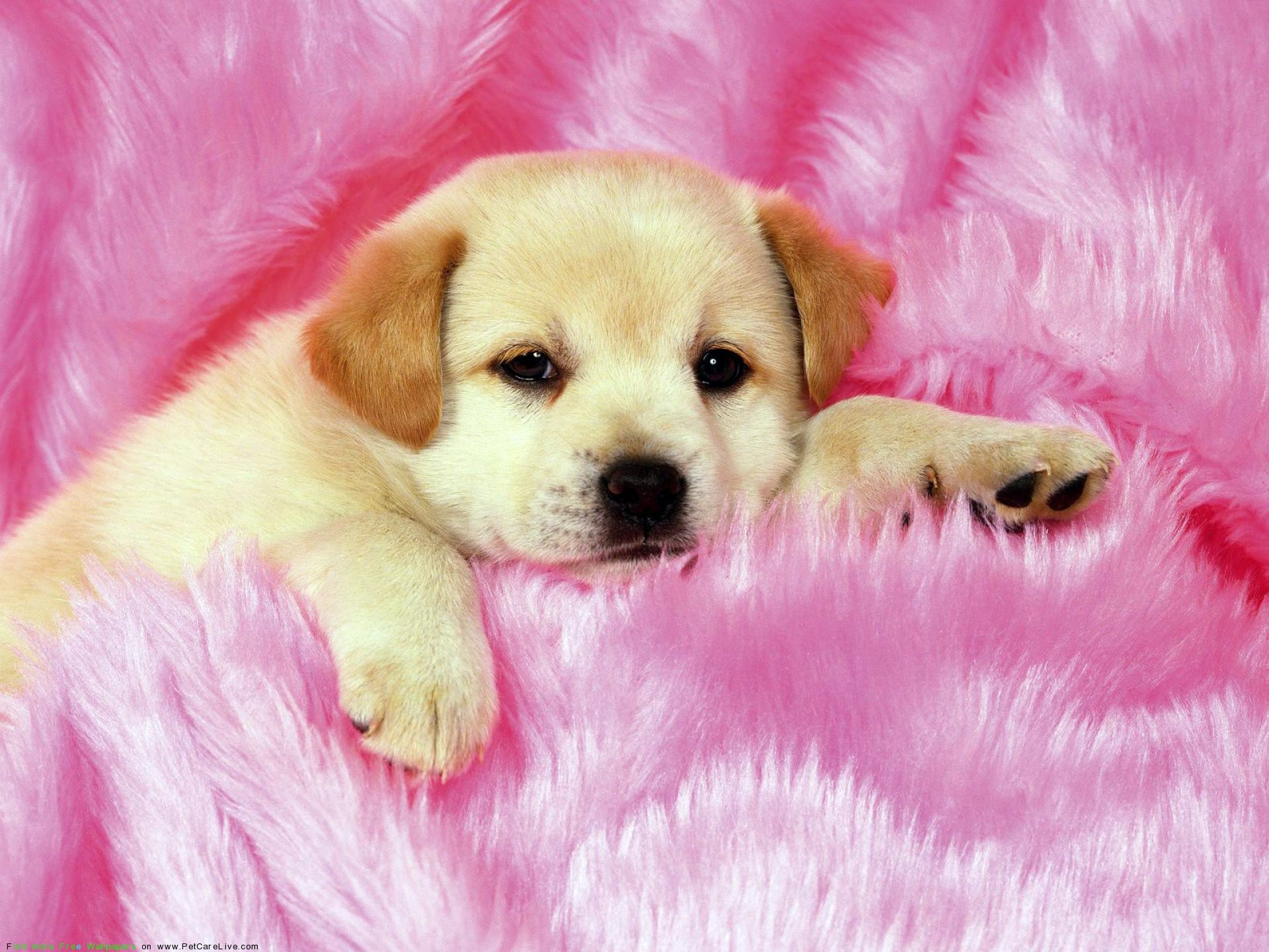 Cucciolo su coperta rosa, 1920x1440 Full HD+ WUXGA, Desktop