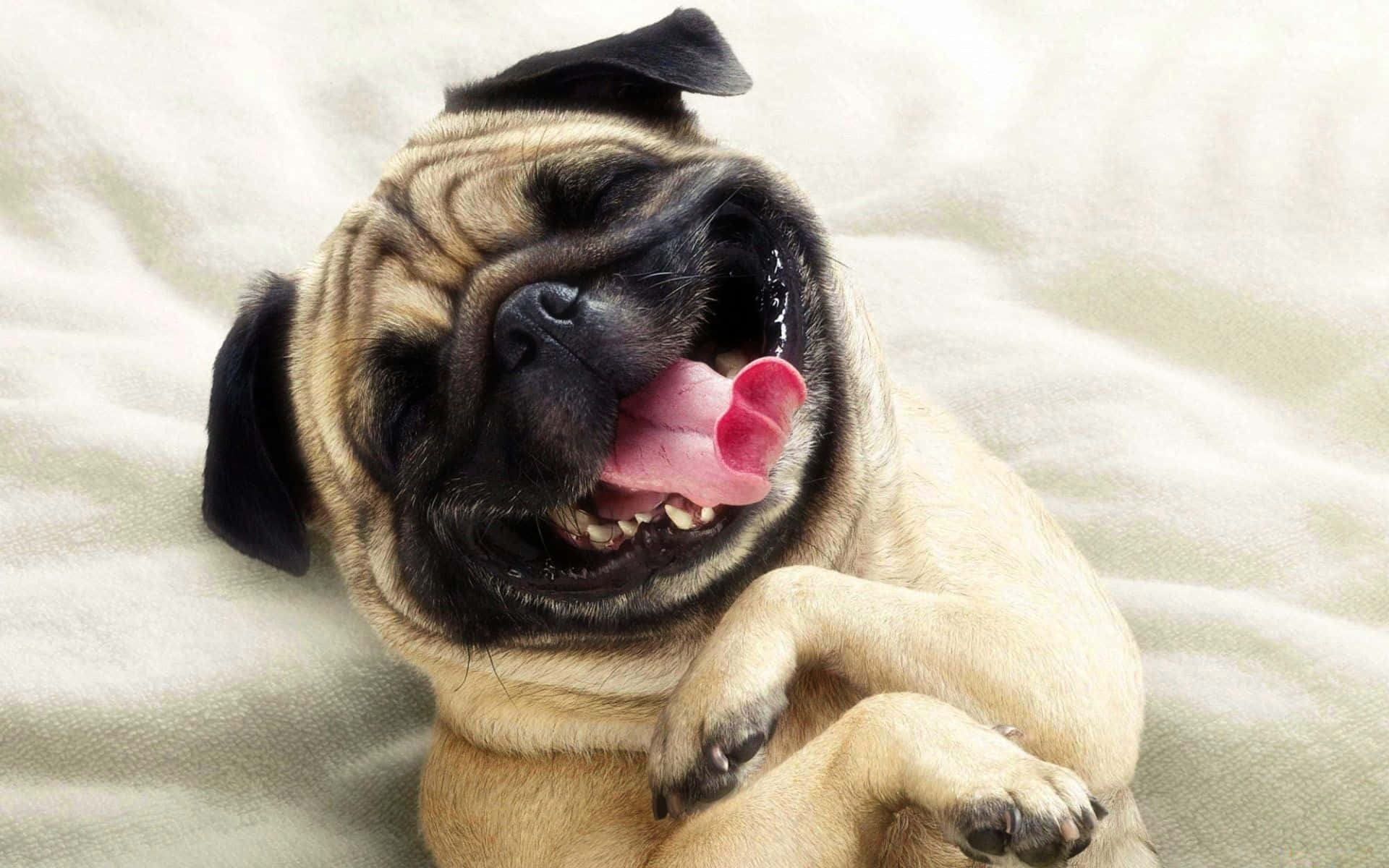 Carlino divertente con lingua fuori, 1920x1200 Full HD+, PC Desktop