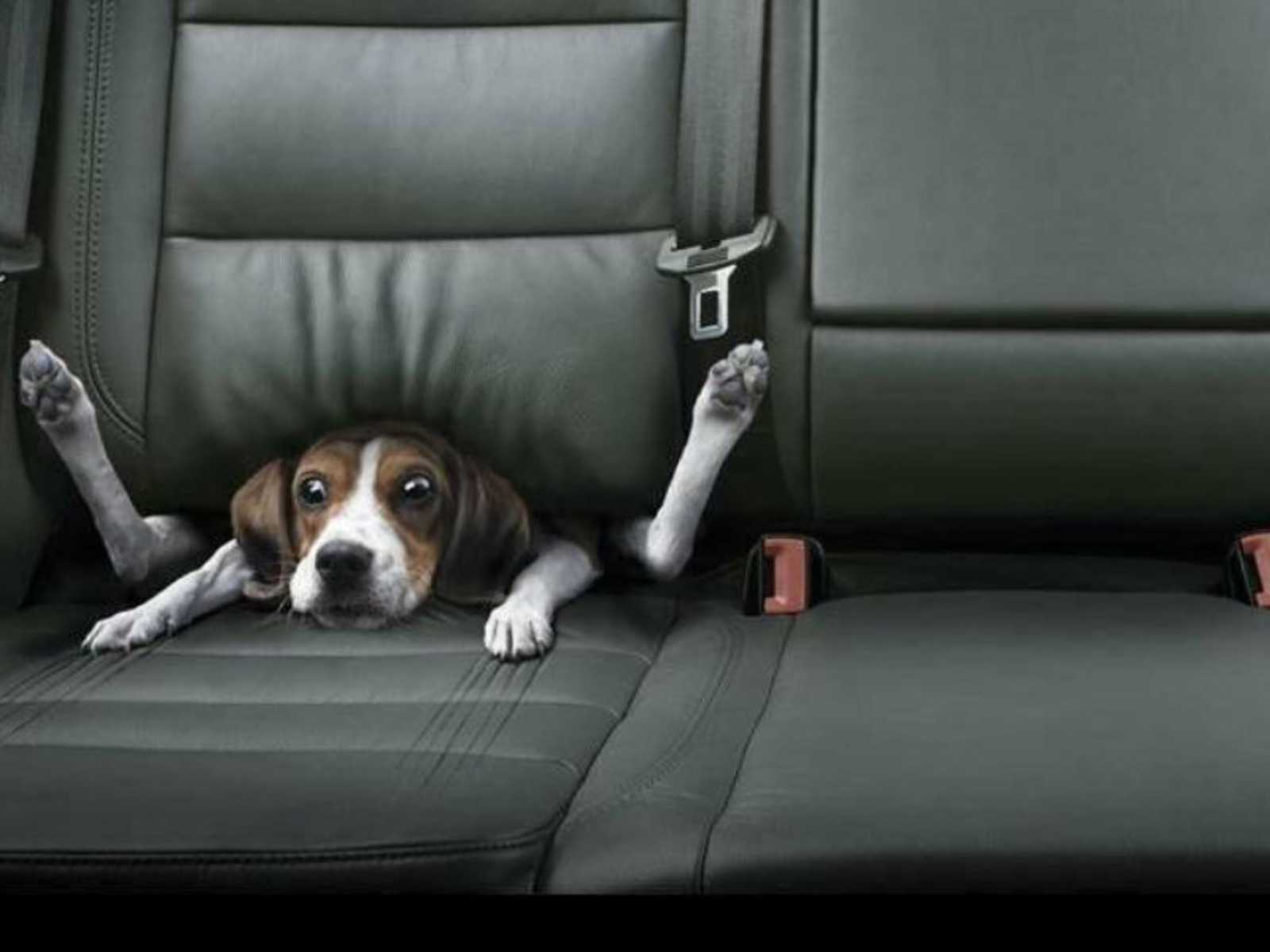 Cane beagle divertente in auto, 1600x1200 HD, PC