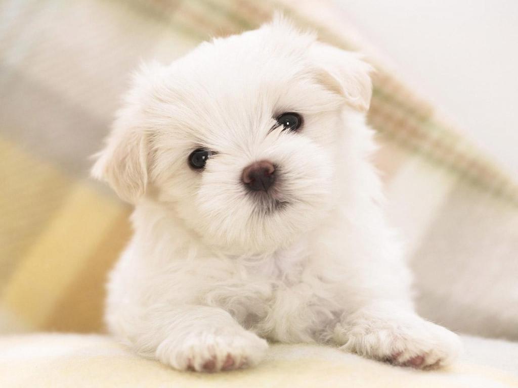 Cucciolo bianco maltese soffice, 1024x768 HD, Laptop