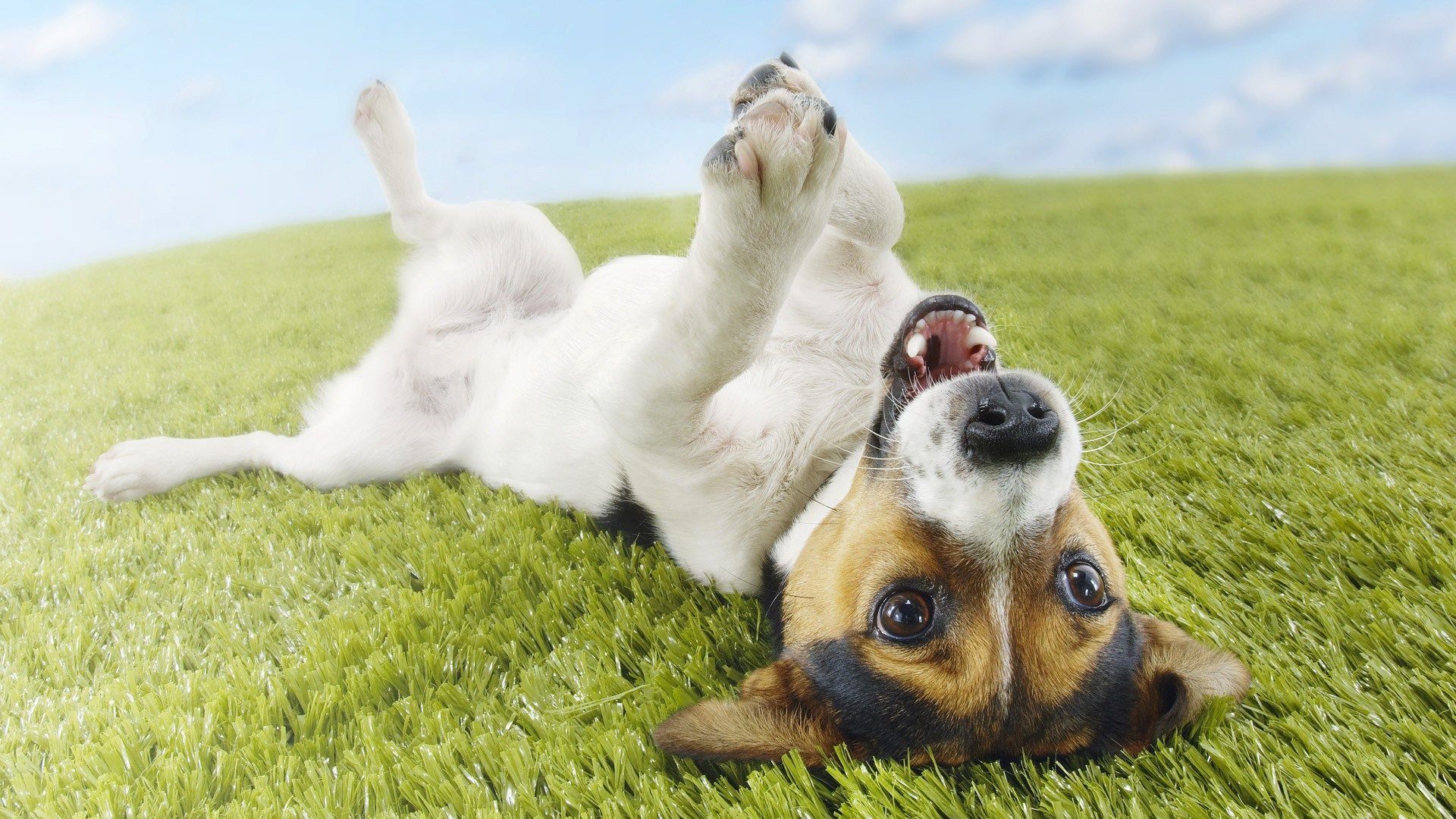 Cane sdraiato sull'erba divertente, 1920x1080 Full HD, PC