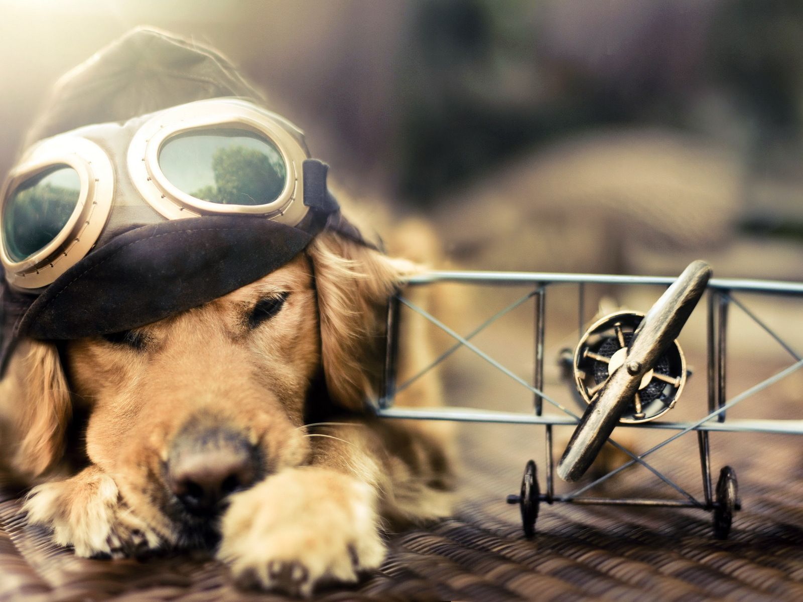 Cane pilota con occhiali e aeroplano, 1600x1200 HD Ready, Acer Nitro