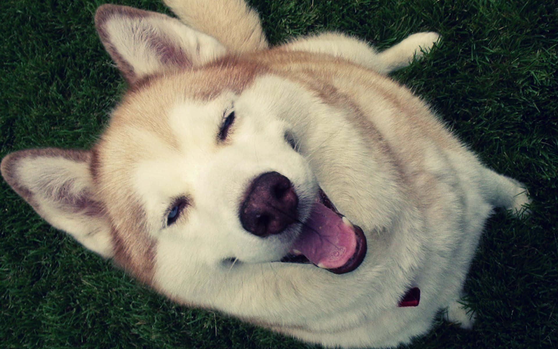 Husky sorridente su erba, 1920x1200 Full HD+, Desktop