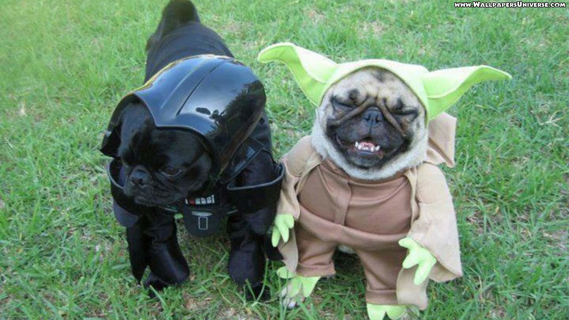 Carlini vestiti Star Wars, Jedi, 1920x1080 Full HD 1080p, Laptop