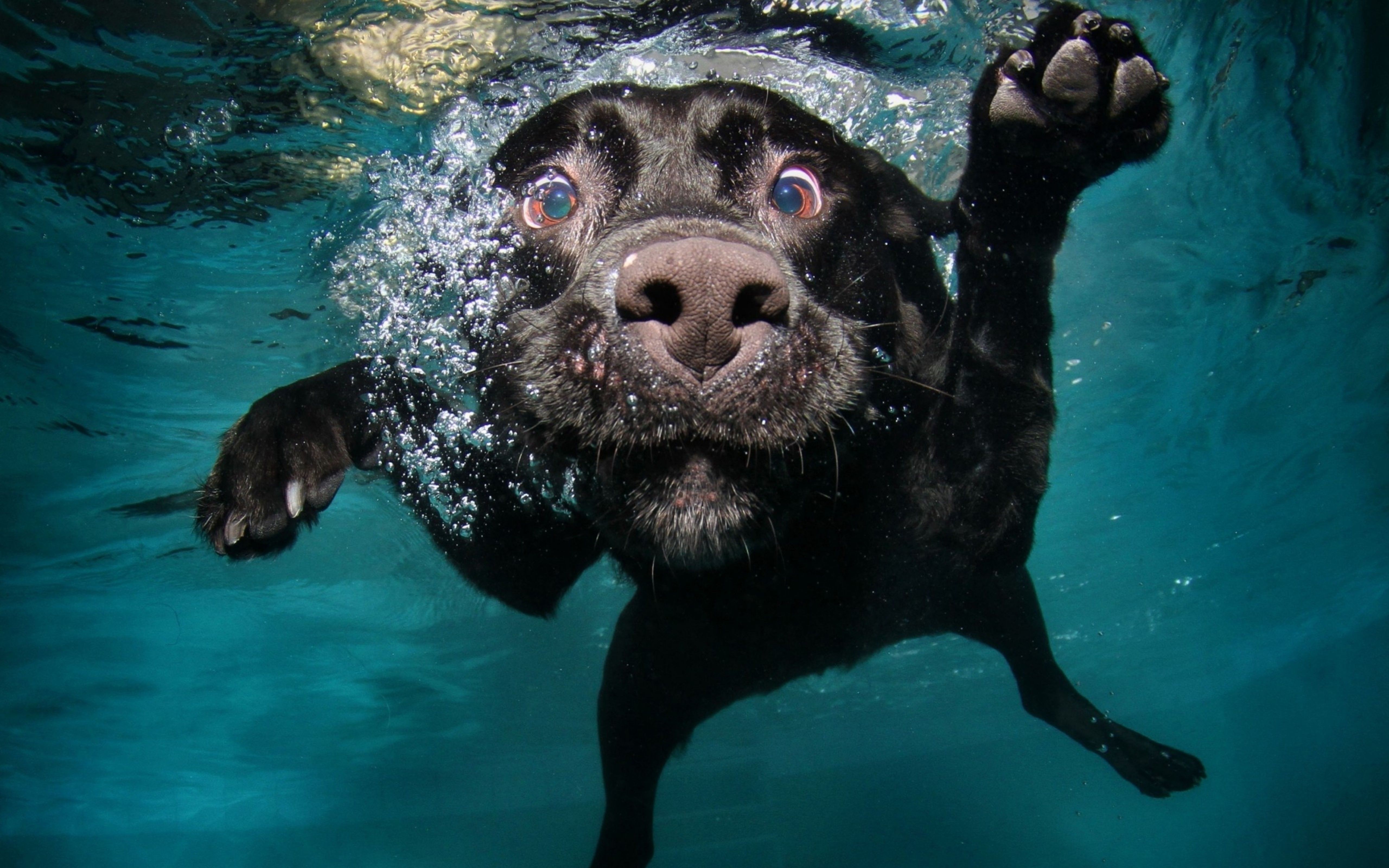 Cane nero sott'acqua, 5120x3200 UHD, PC 4K