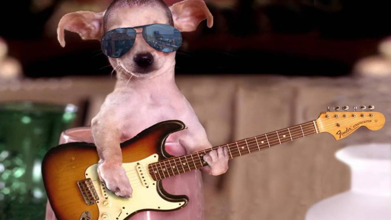 cane chihuahua con occhiali chitarra, 1366x768 HD, PC Desktop