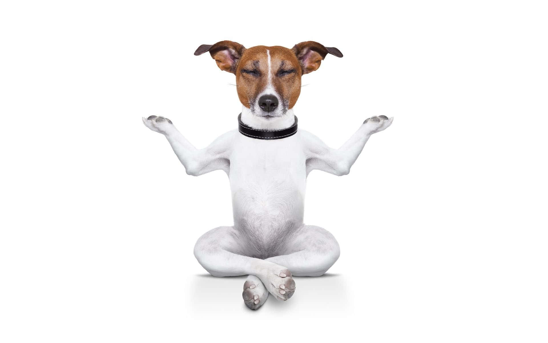 Cane in posa yoga, 1920x1200 WUXGA, PC Desktop