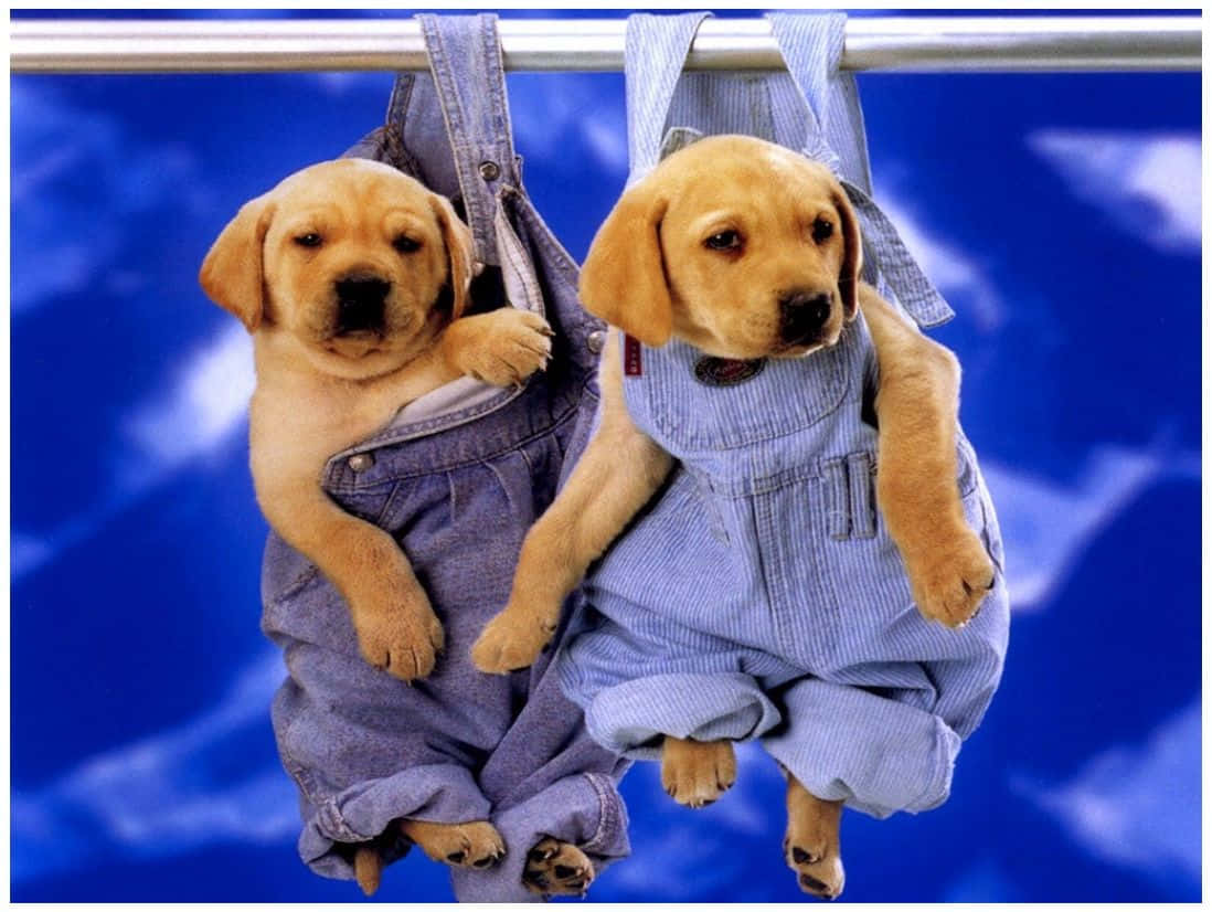 cuccioli labrador in salopette, 1098x826 HD, Desktop