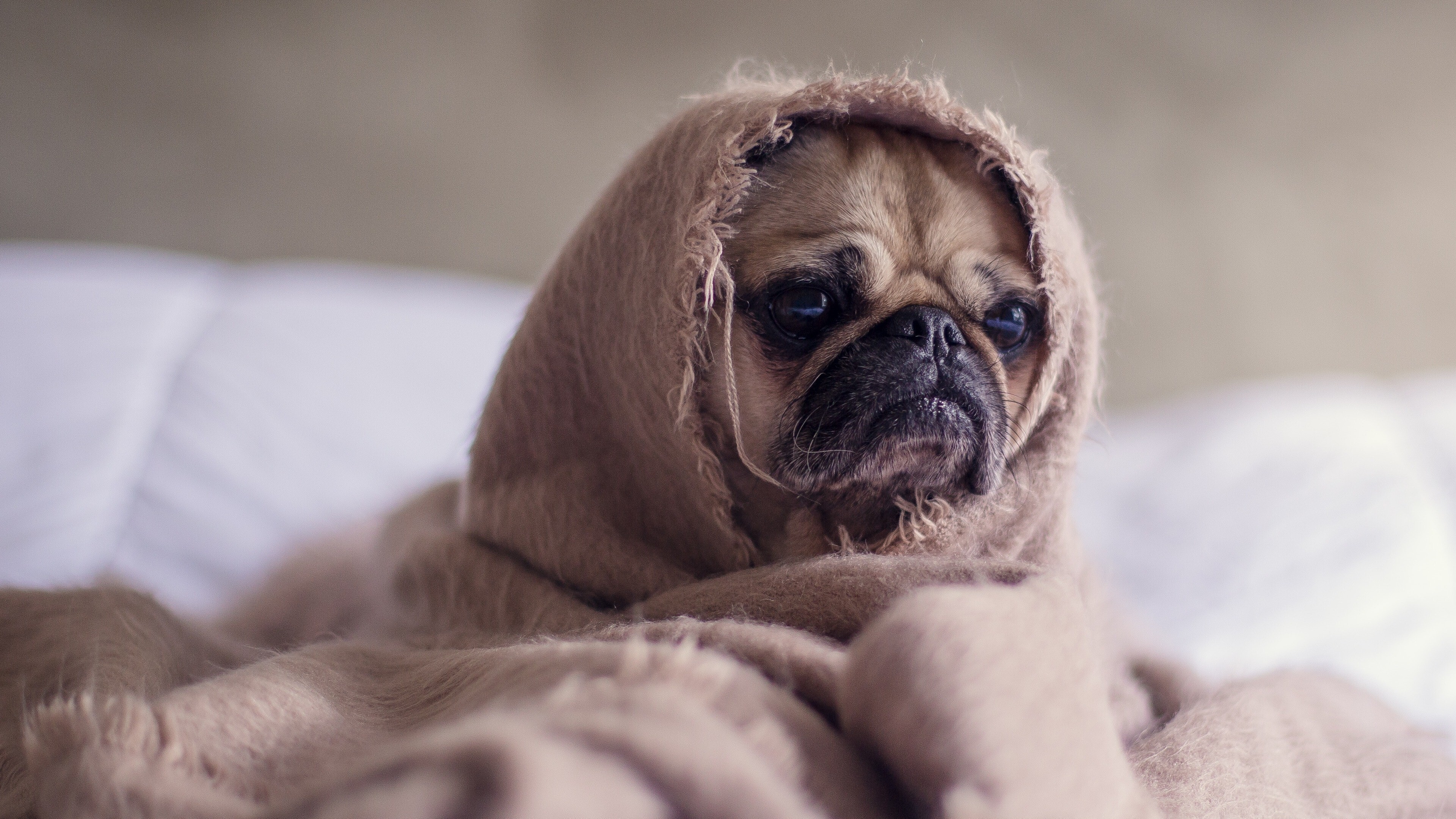 Carlino avvolto in coperta, 3840x2159 4K Ultra HD, Monitor 4K