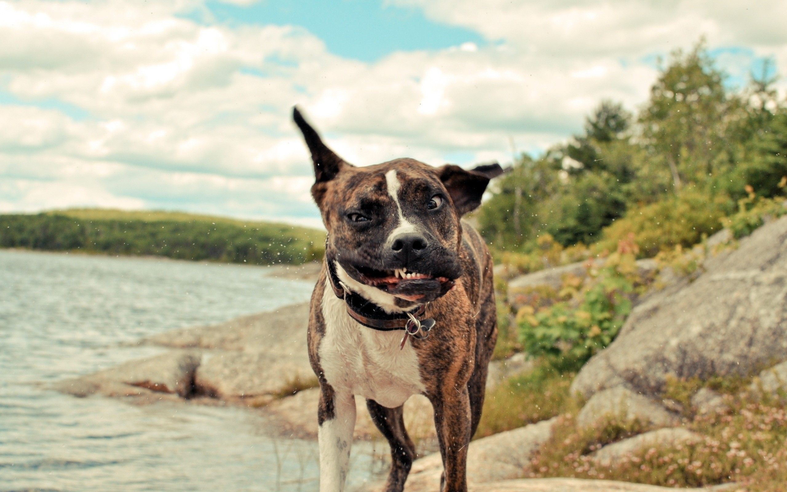Cane boxer vicino al lago, 2560x1600 2K, MacBook Pro