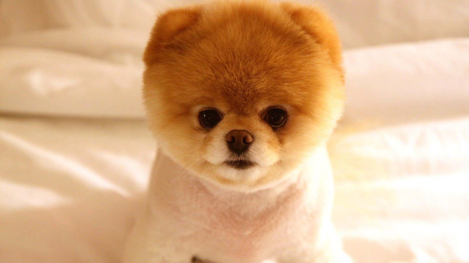 Boo the Dog Pomeranian, 1920x1080 1080p, Desktop