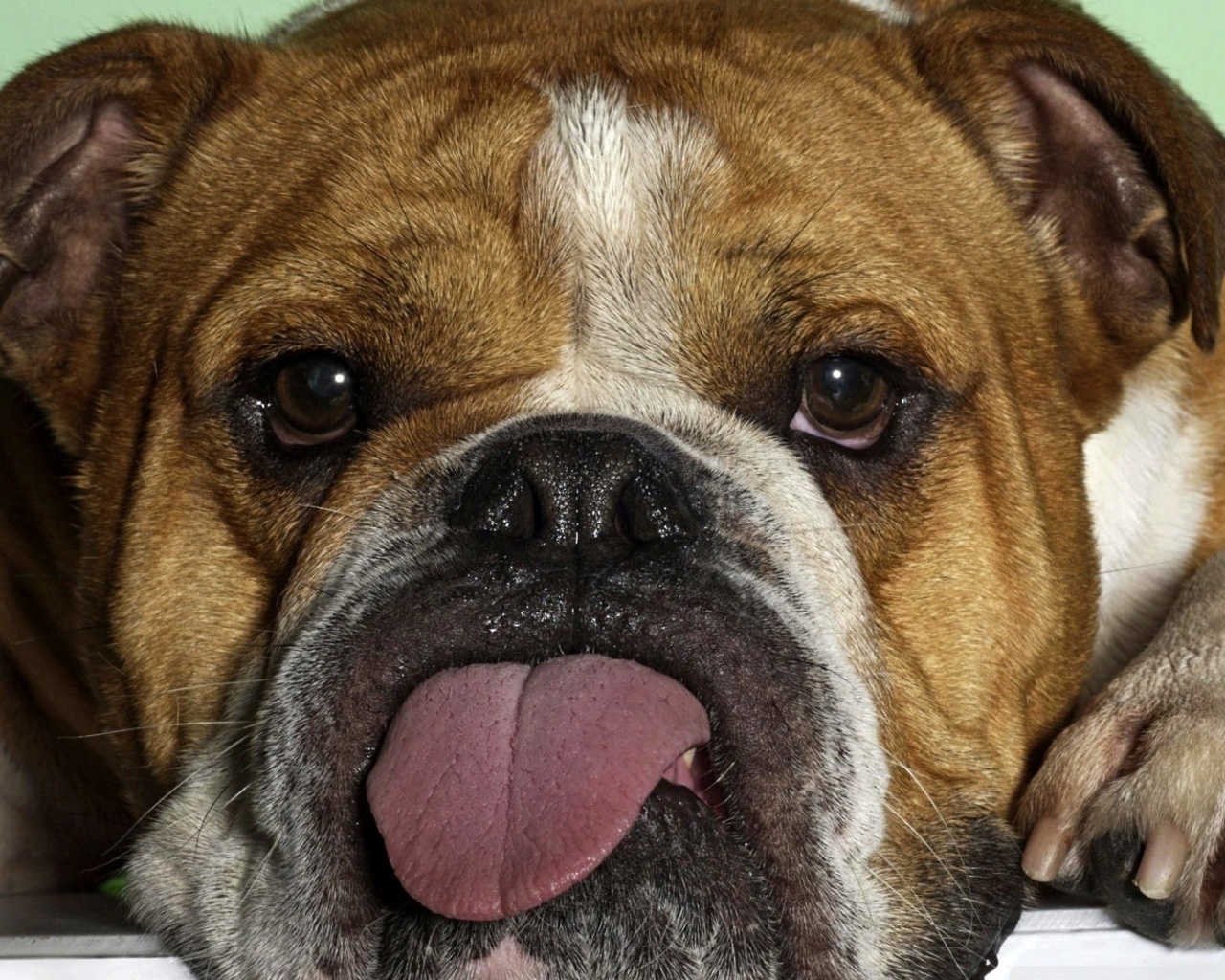 Bulldog con lingua di fuori, 1280x1024 HD, Desktop