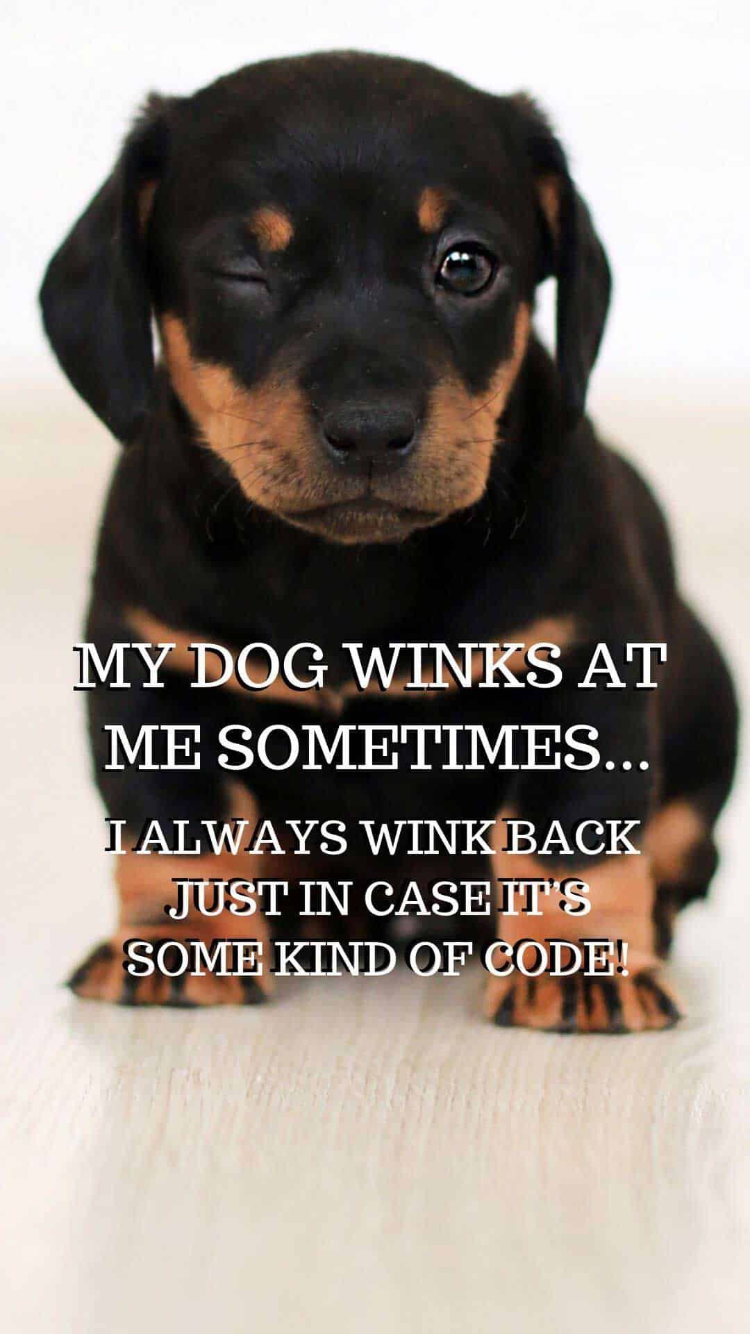 Cucciolo Rottweiler con testo, 1080x1920 Verticale, Mobile