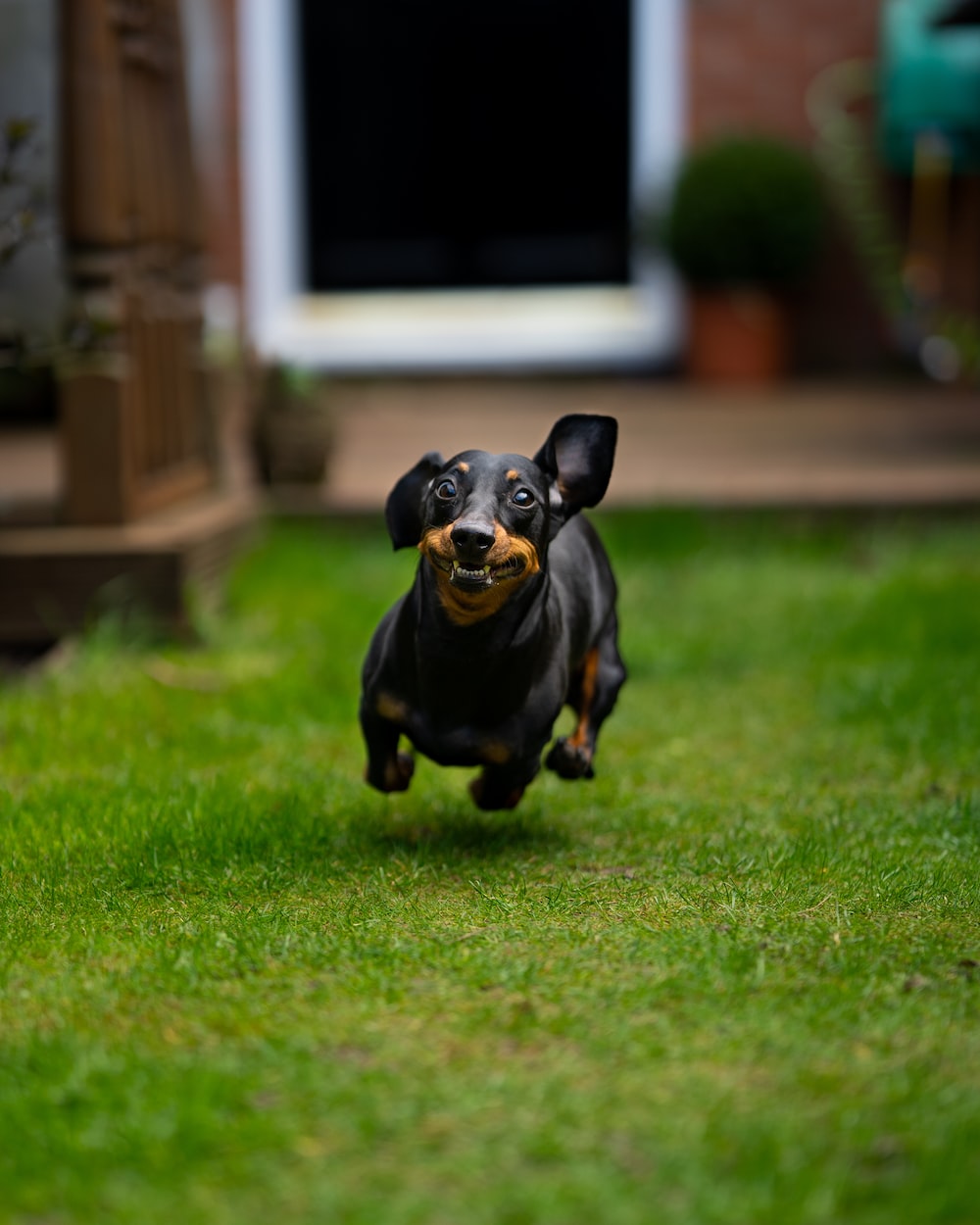 Bassotto che corre sull'erba, 1000x1250 Verticale, Mobile