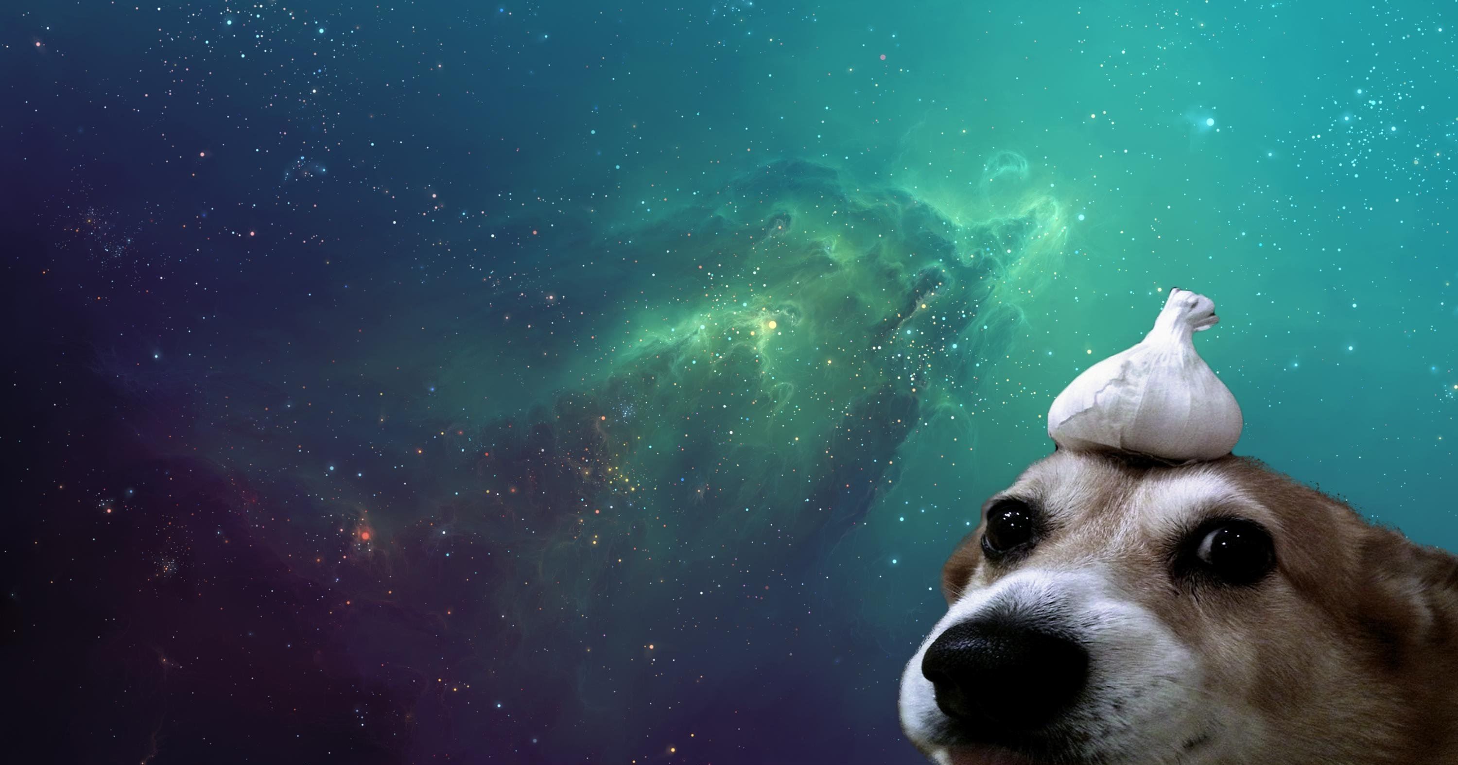 Cucciolo cane muso primo piano, 3840x2160 4K, Desktop 4K