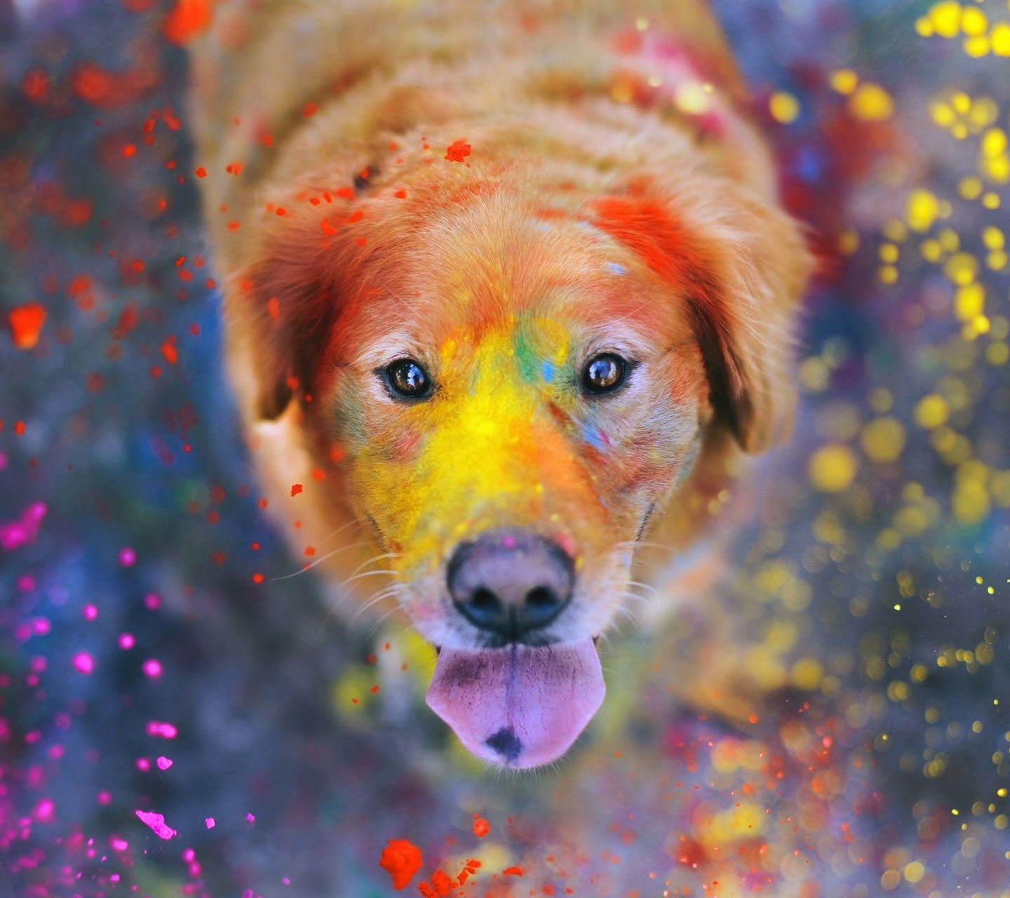 Cane con colori vivaci Holi, 1440x1280 HD, Desktop
