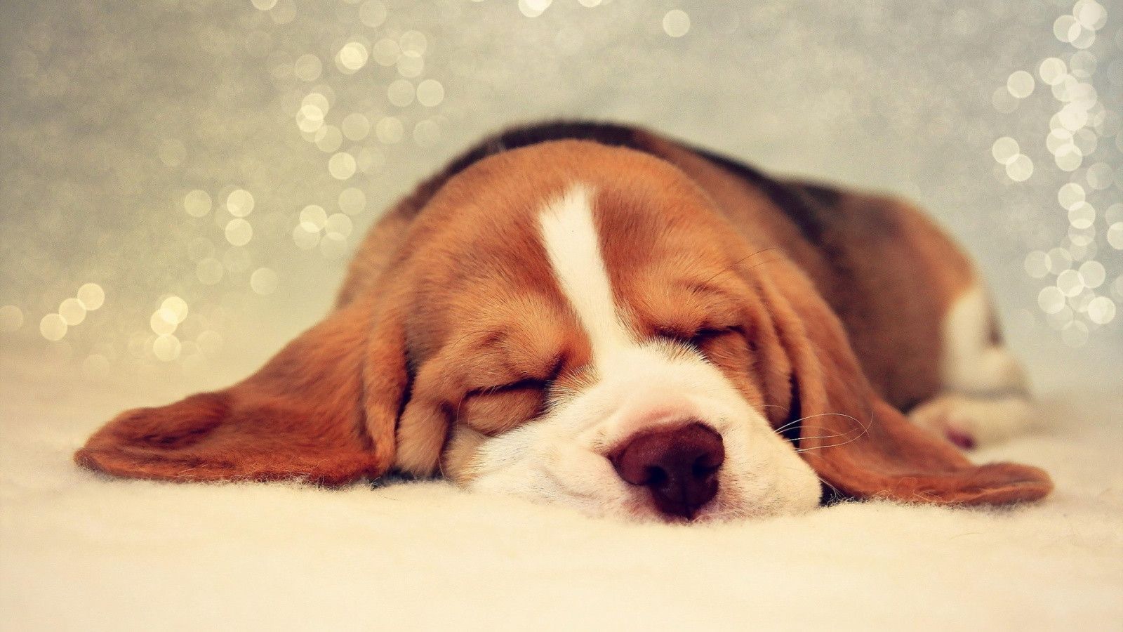 Cucciolo Beagle che dorme, 1600x900 900p, Desktop