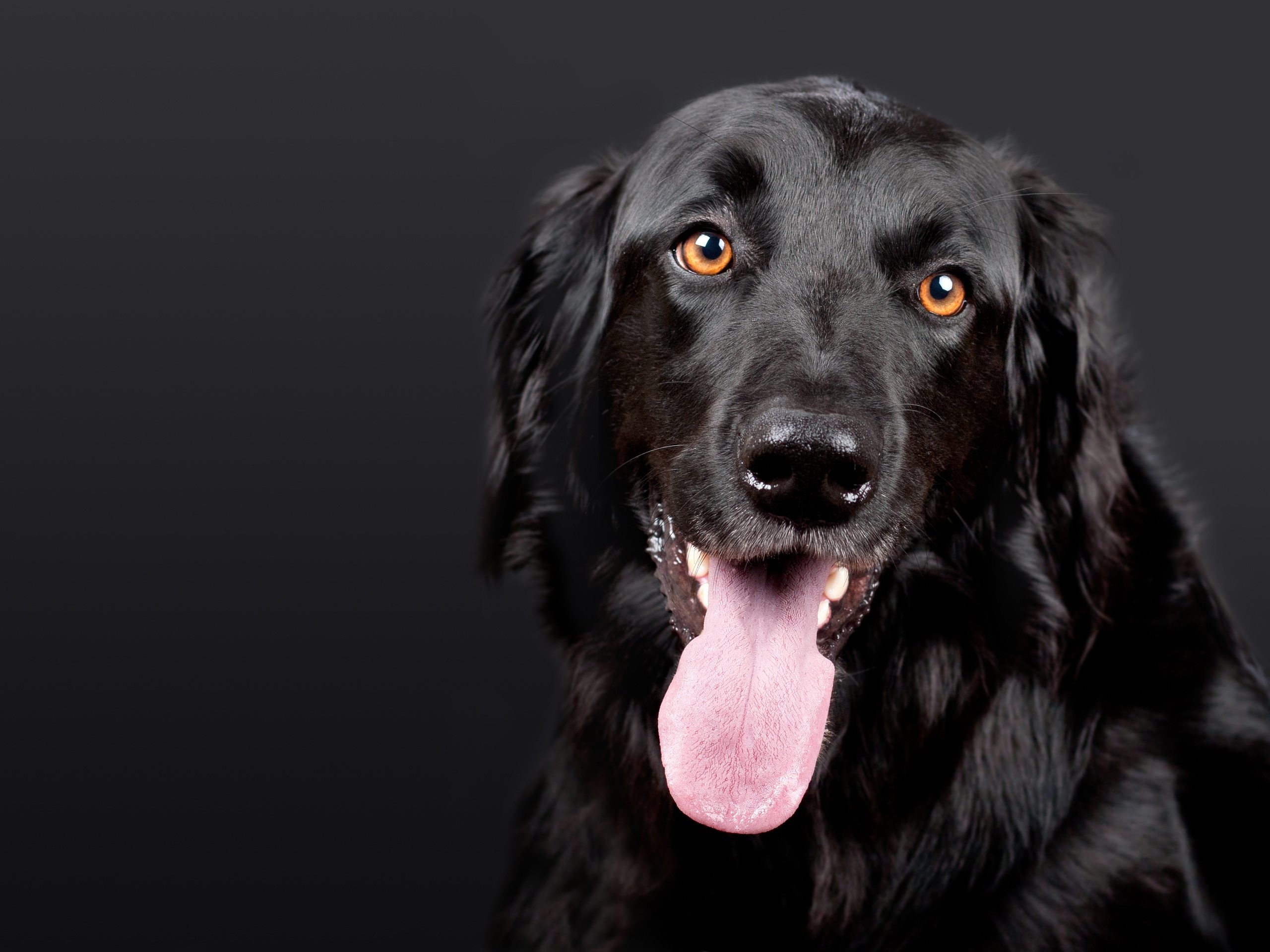 Cane nero su sfondo scuro, 2560x1920 WQXGA, Desktop