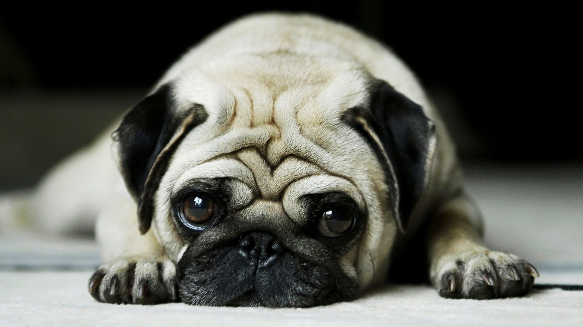 Cane carlino sdraiato, 1920x1080 1080p, PC