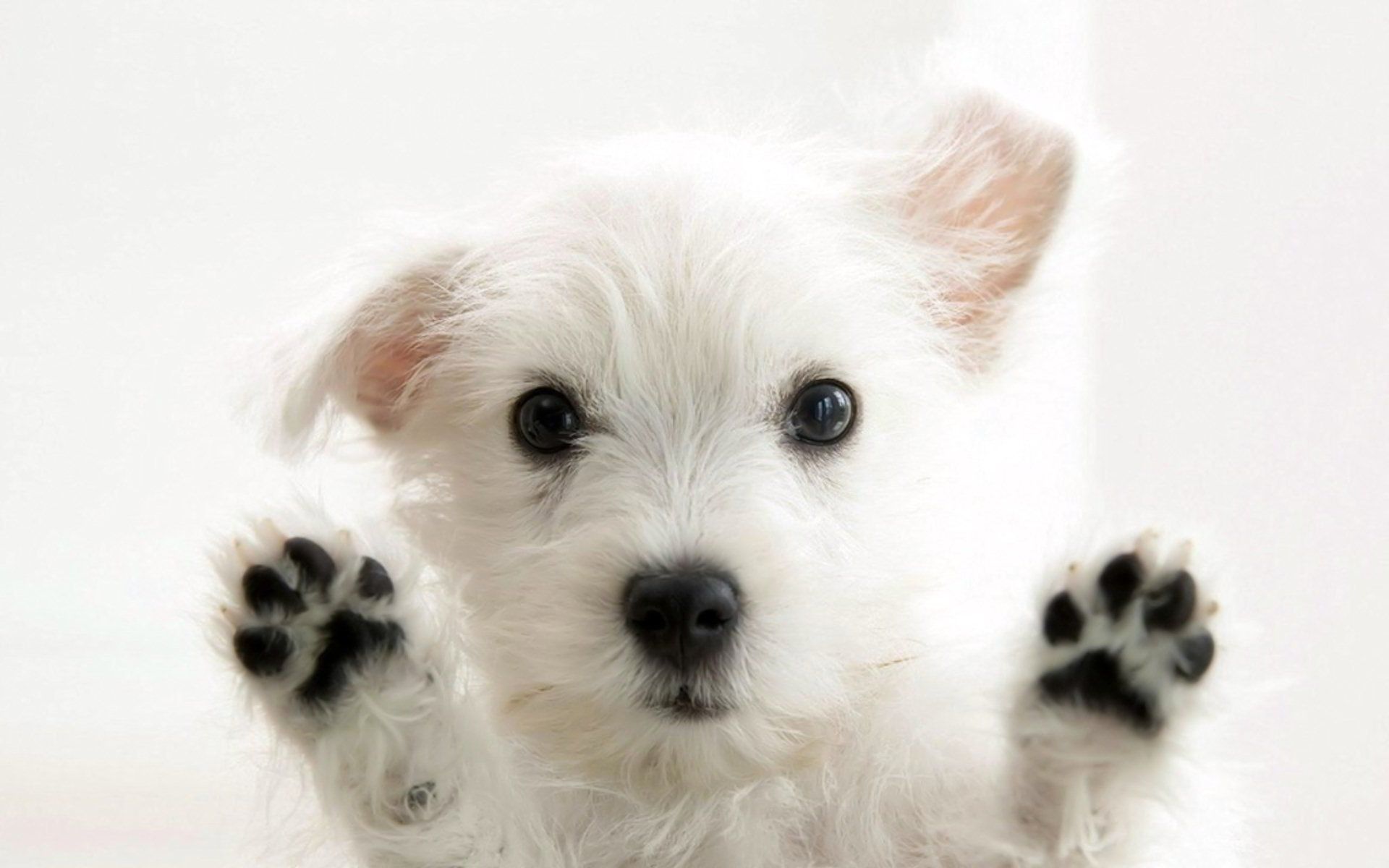 Cucciolo Westie bianco zampe alzate, 1920x1200 Full HD+ WUXGA, Desktop
