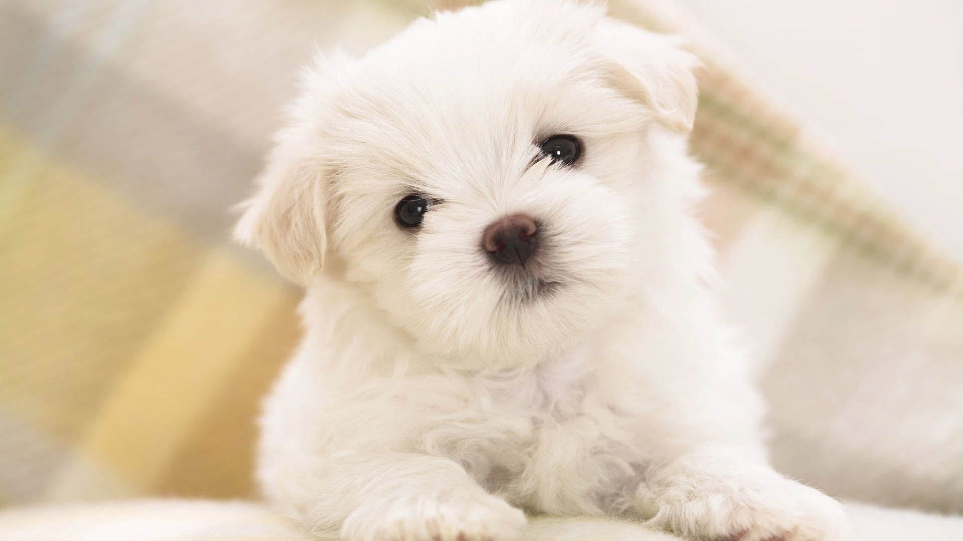 Cucciolo bianco Maltese, 1920x1080 Full HD, Laptop