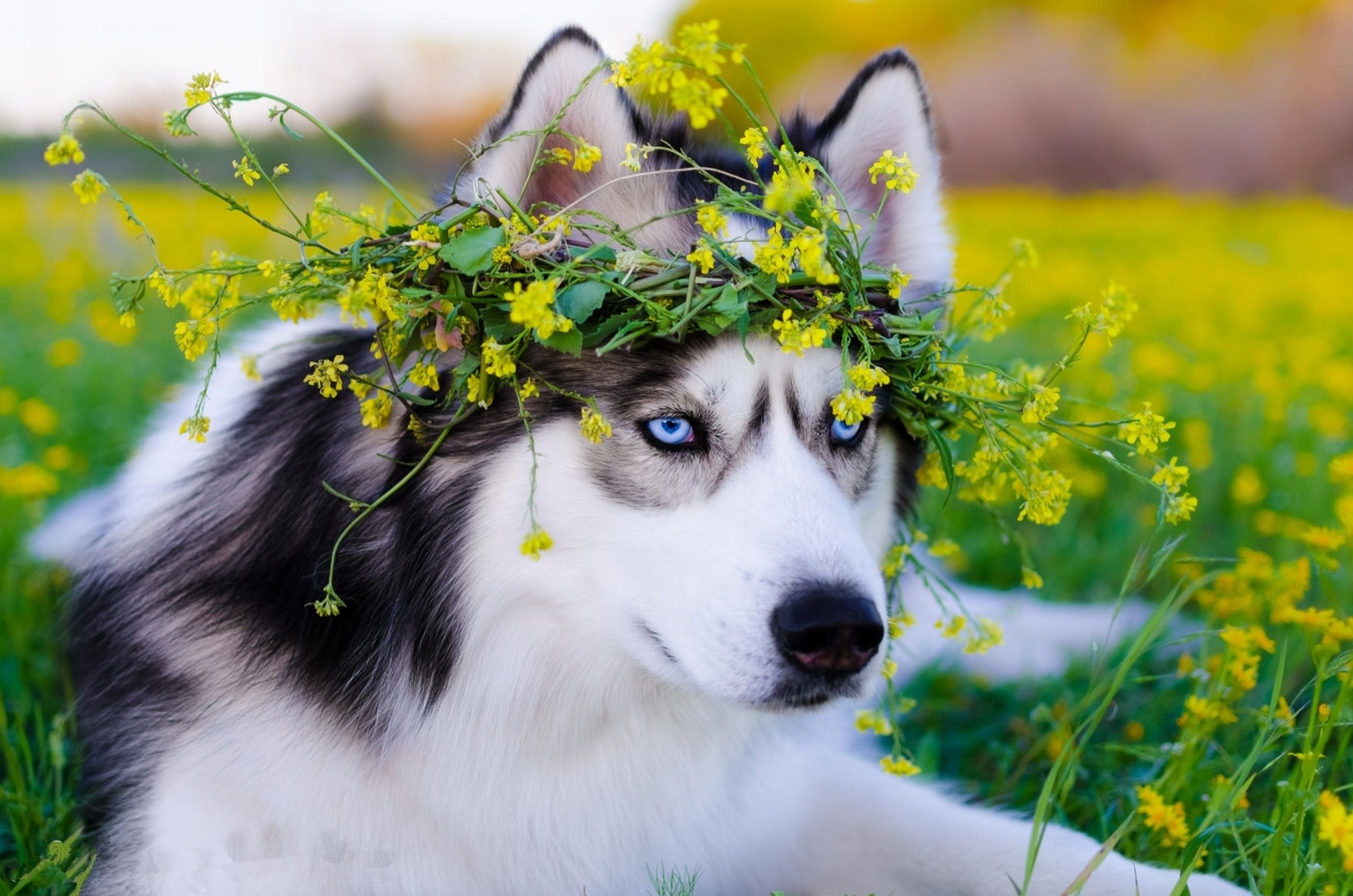 Husky siberiano con corona di fiori, 2560x1696 2K, Laptop
