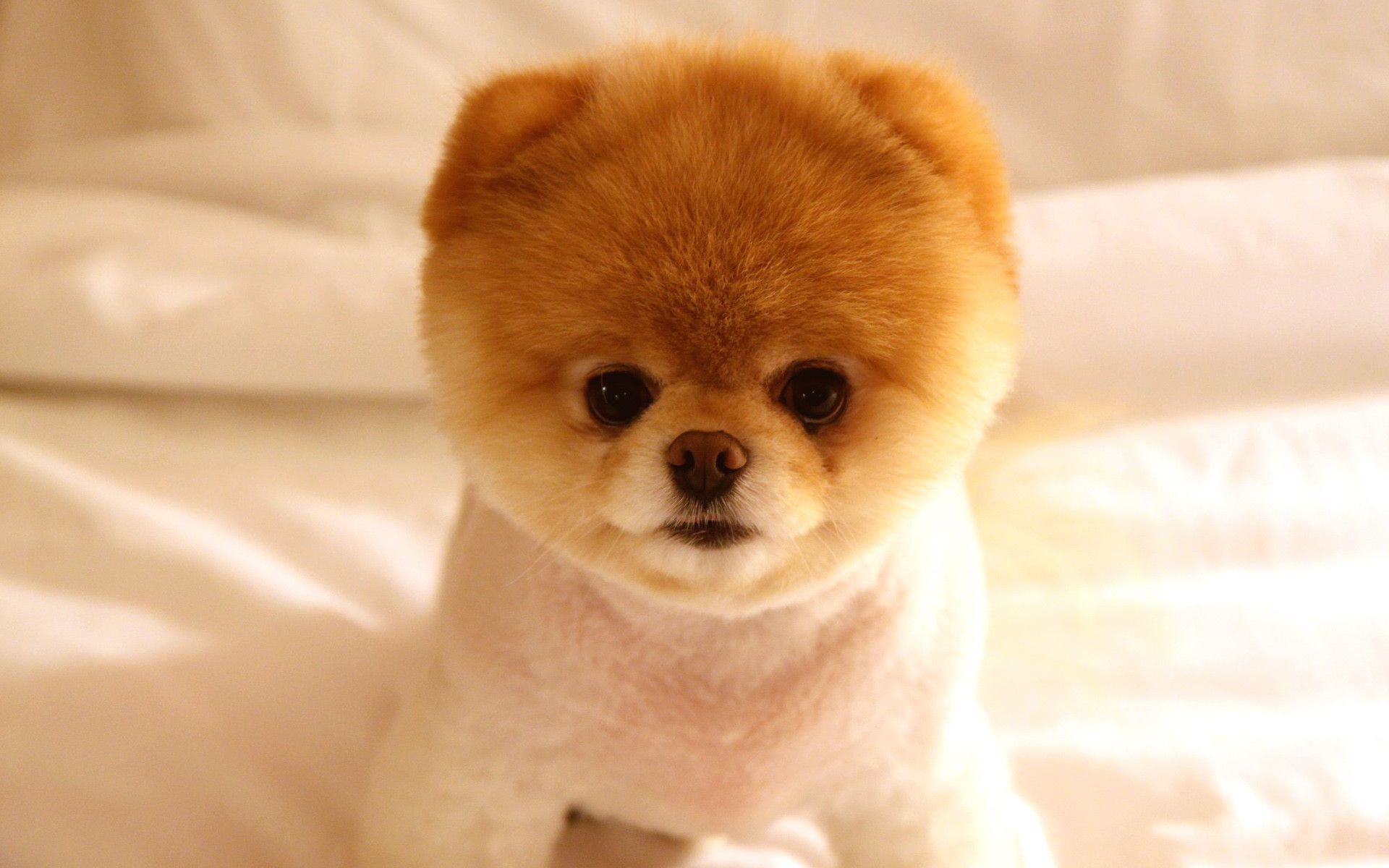 Cucciolo Pomerania peloso, 1920x1200 Full HD+ WUXGA, PC