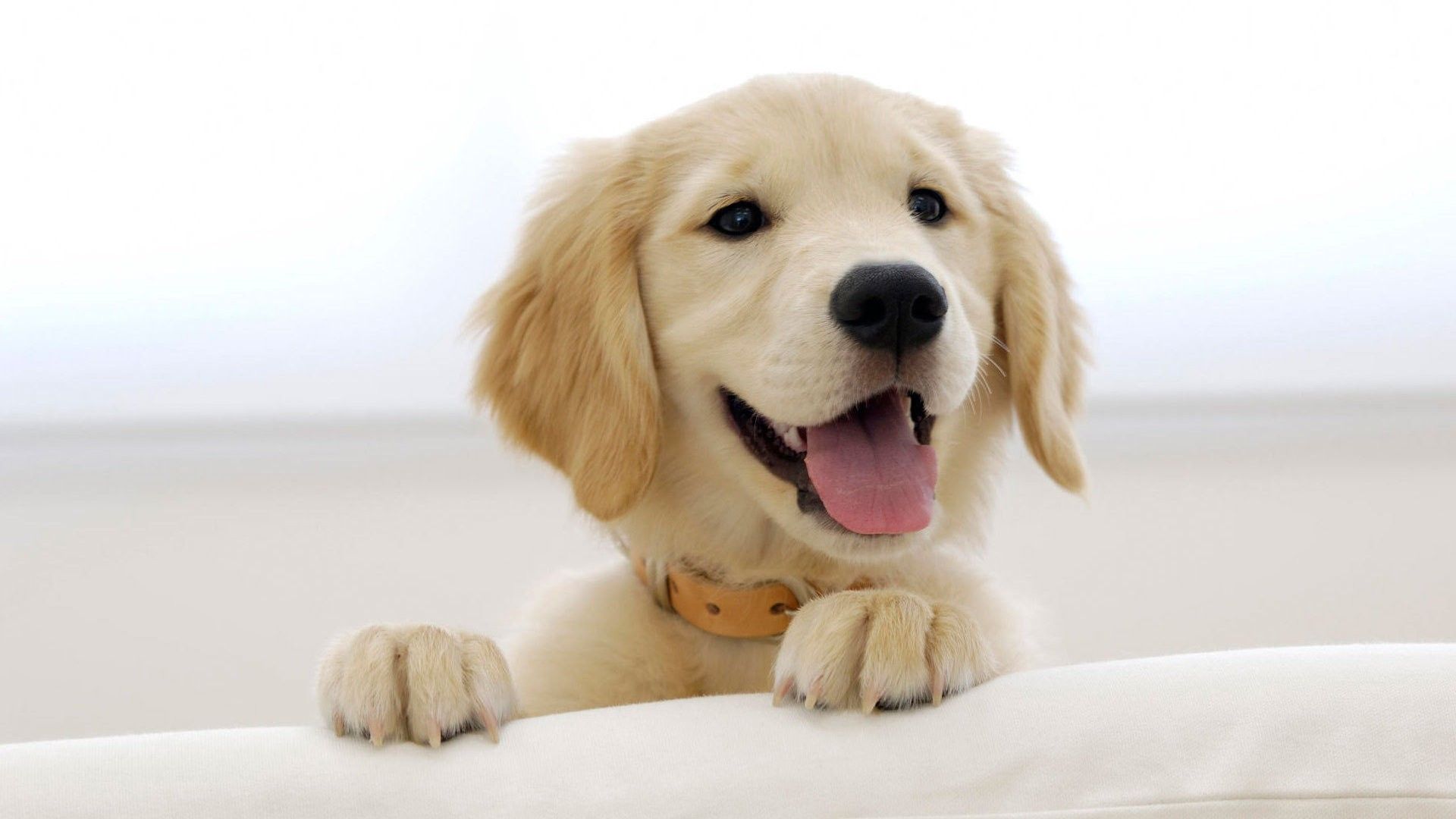 Cucciolo Golden Retriever sorridente, 1920x1080 Full HD, Desktop