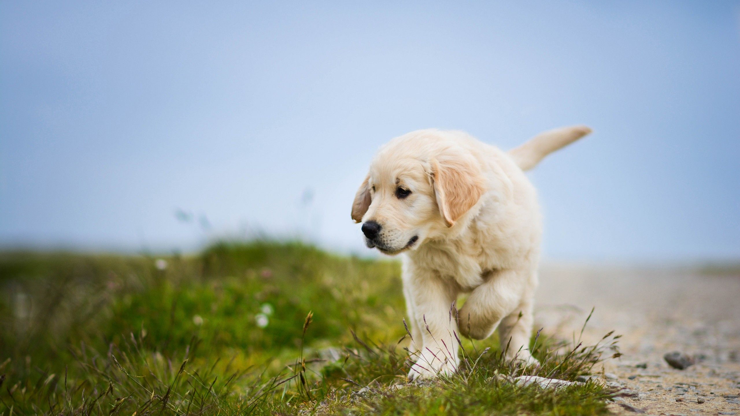 Cucciolo golden retriever su sentiero, 2560x1440 QHD, Laptop