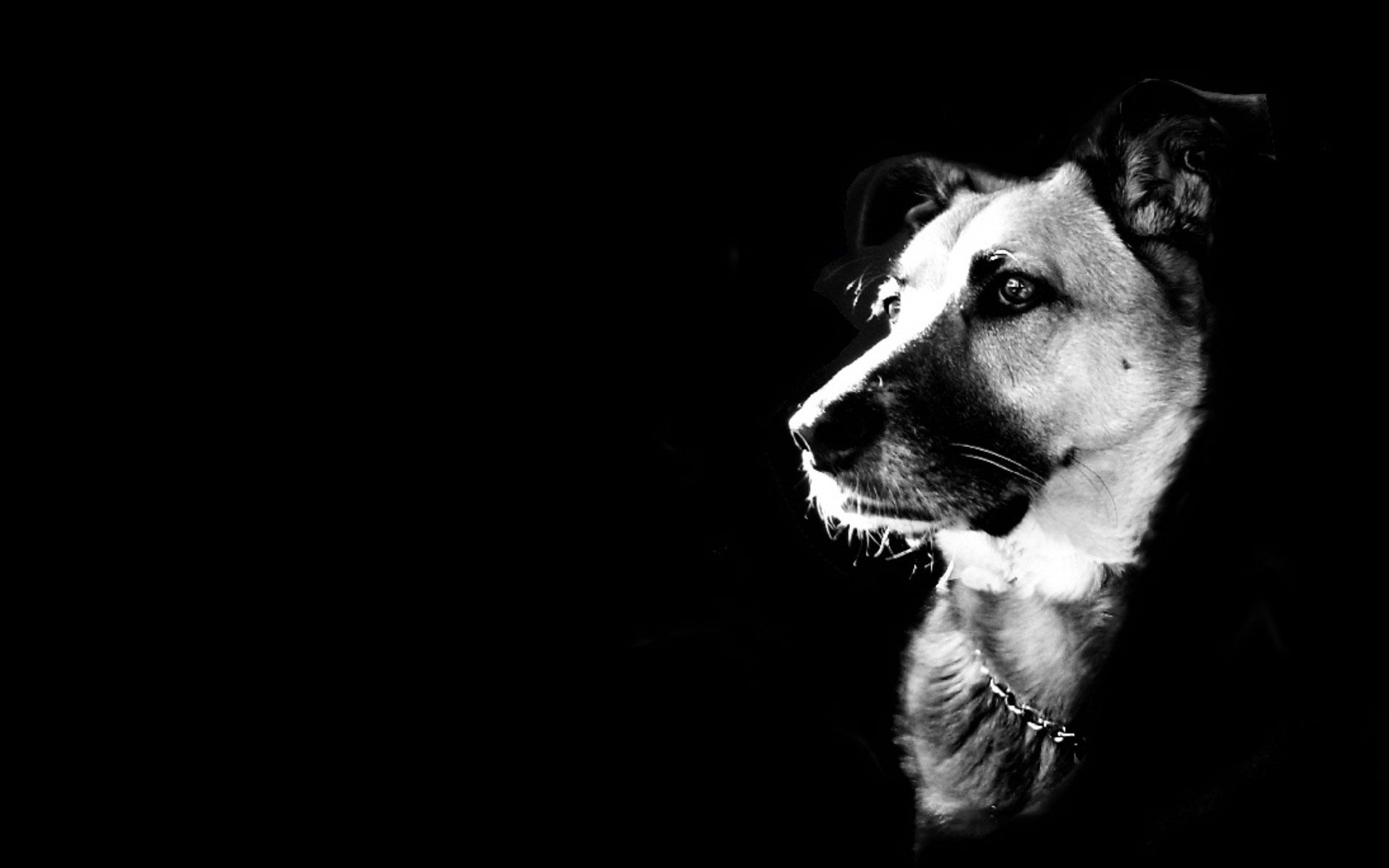 Cane su sfondo nero, 1920x1200 Full HD+, Laptop