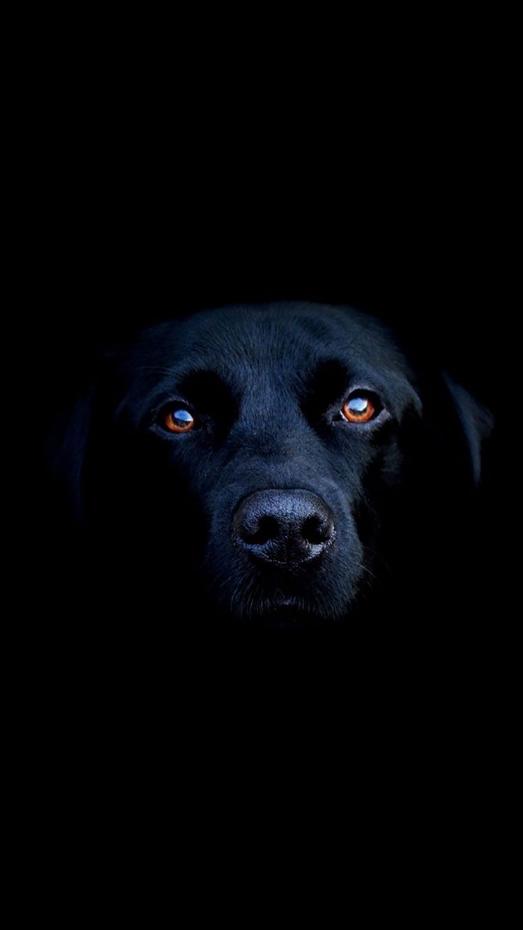 Cane nero labrador scuro, 750x1334 Full HD Verticale, iPhone