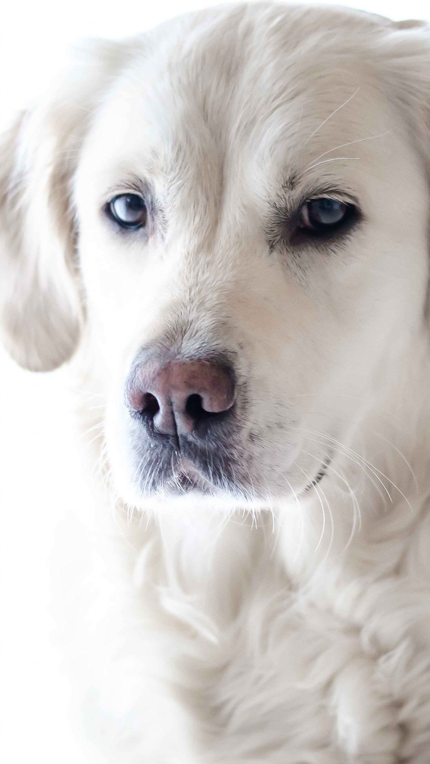 Golden Retriever bianco primo piano, 1440x2560 Verticale, Mobile