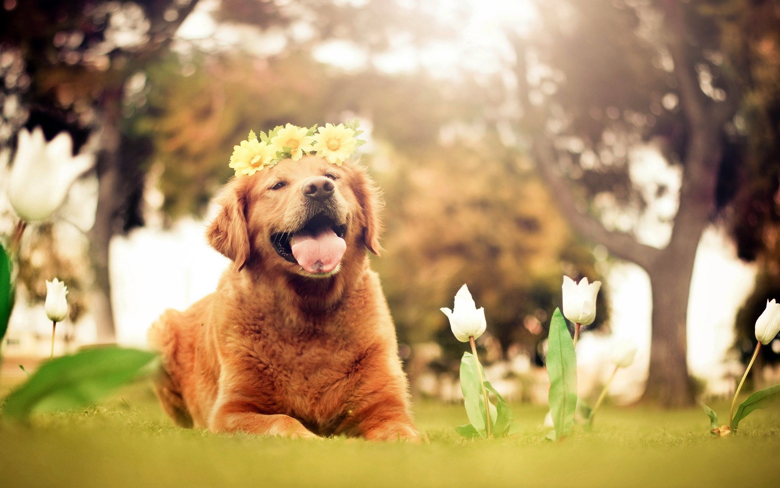 Golden retriever con corona di fiori, 2560x1600 WQXGA, Desktop