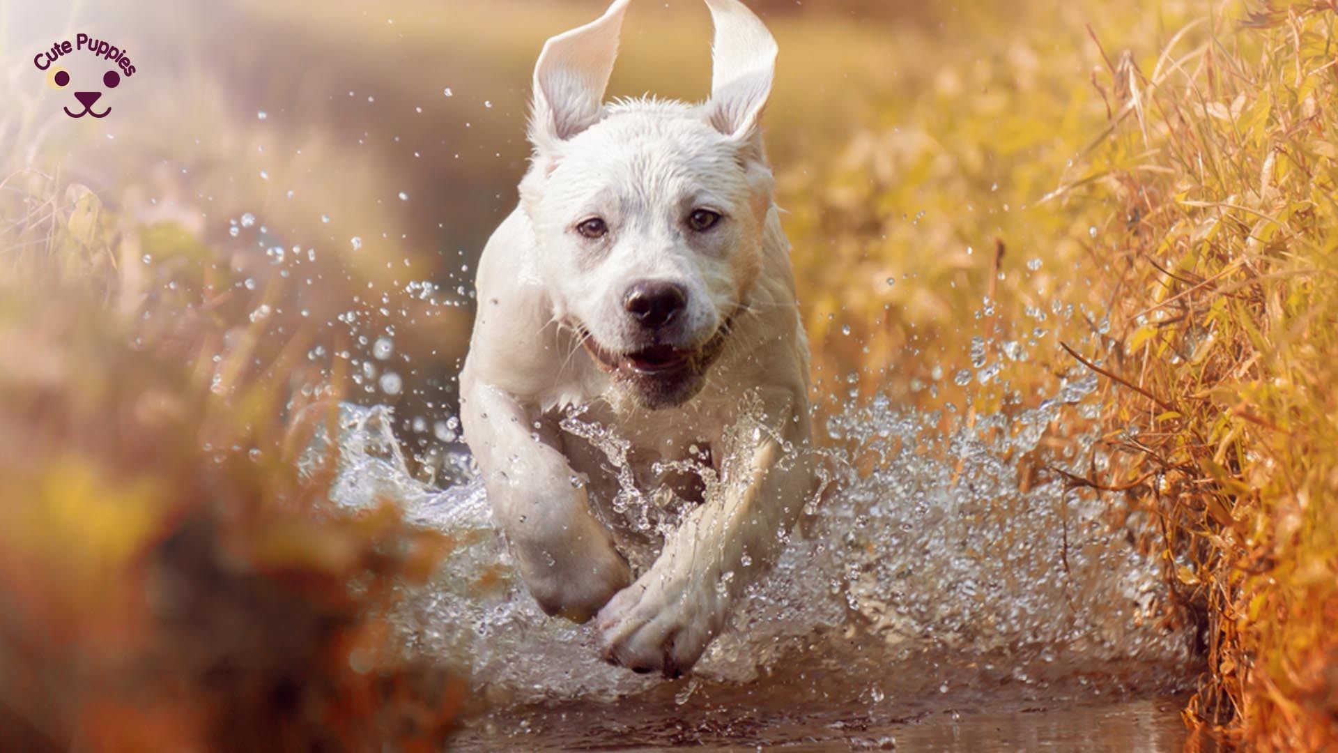 Cane bianco che corre nell'acqua, 1920x1080 1080p, PC