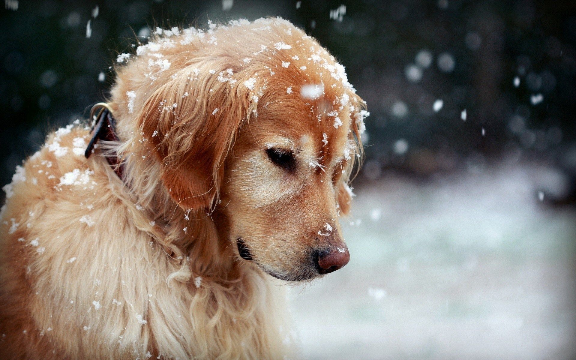 Golden Retriever nella neve, 1920x1200 Full HD+ WUXGA, PC Desktop