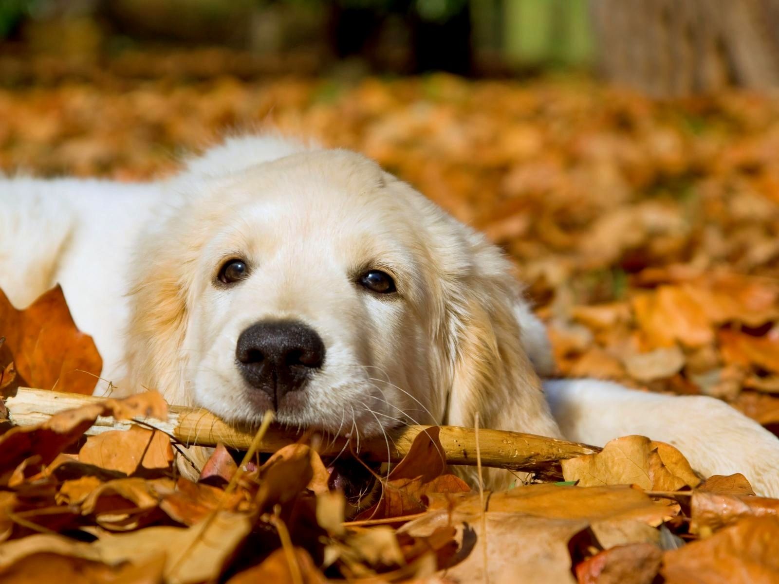 Golden Retriever tra foglie autunnali, 1600x1200 HD, Laptop