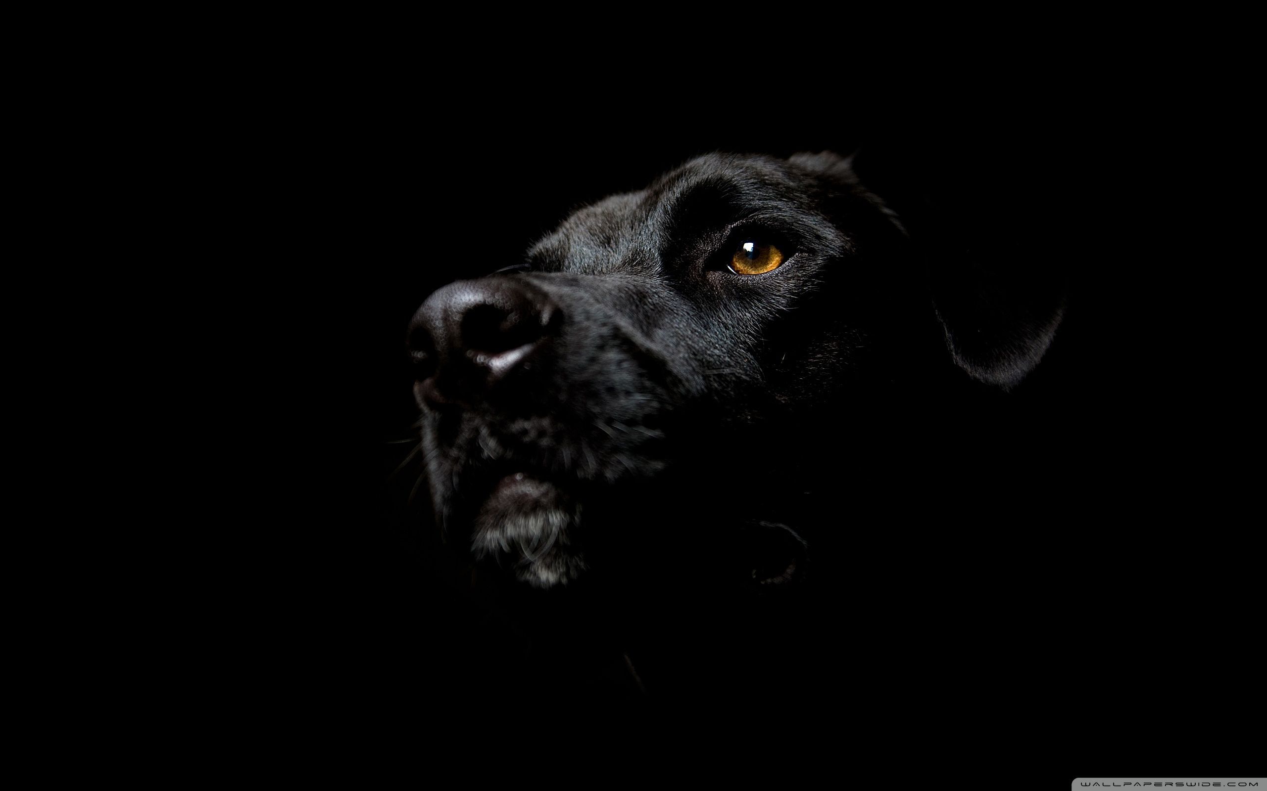 Cane nero su sfondo nero, 2560x1600 2K+, Desktop