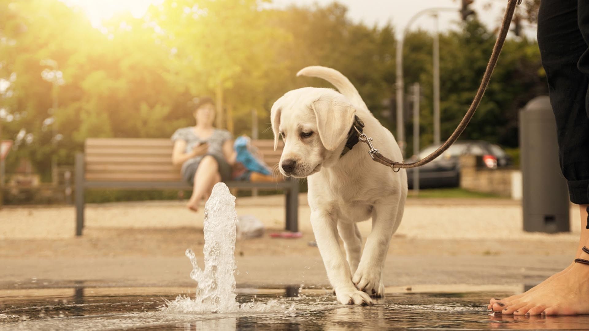 Cucciolo Labrador al parco, 1920x1080 Full HD 1080p, Desktop