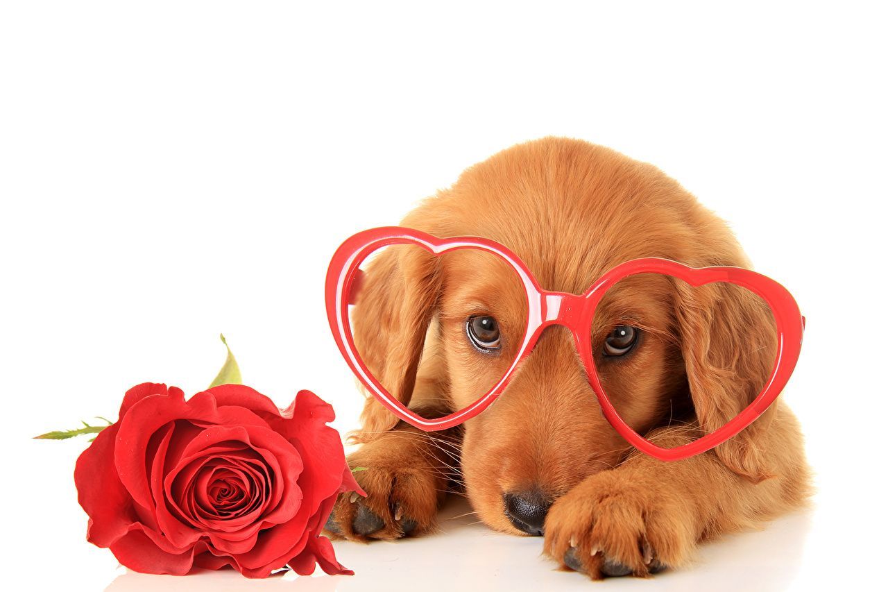 Cucciolo con occhiali a cuore, 1280x853 720p, PC