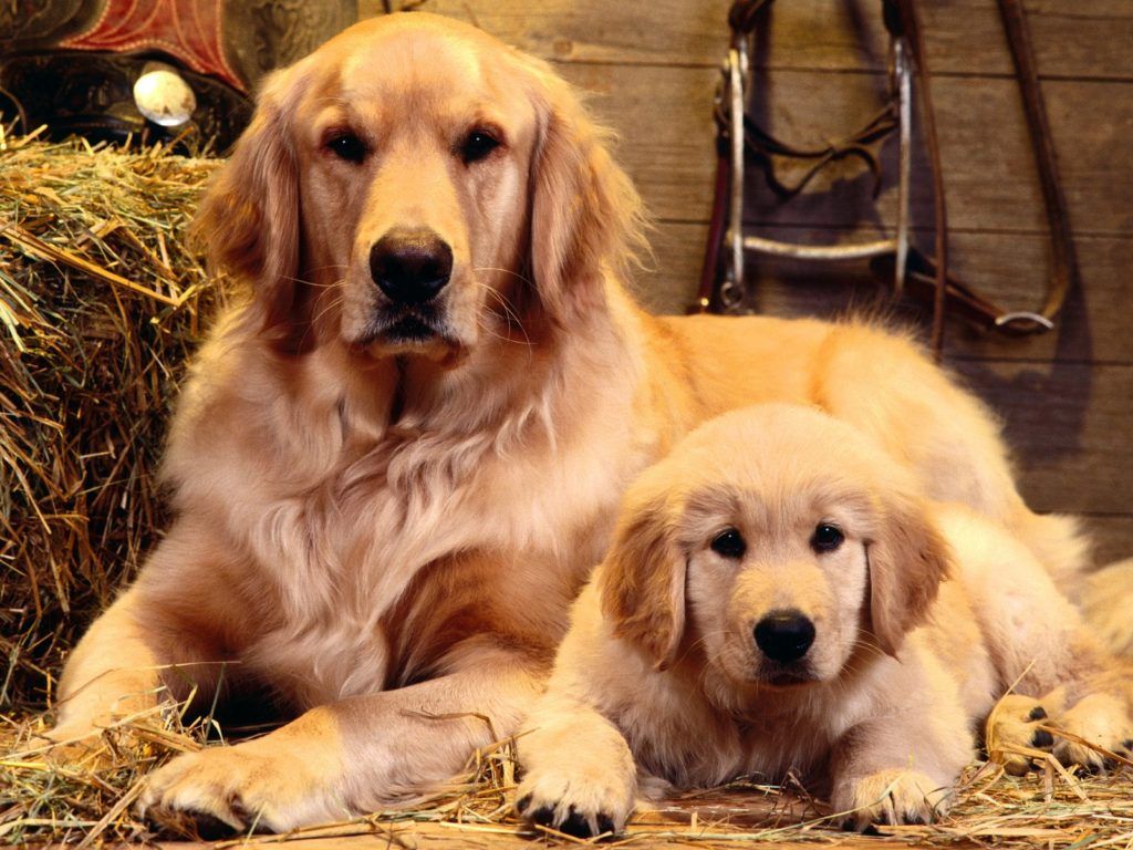 Golden retriever adulto e cucciolo, 1024x768 HD, PC Desktop