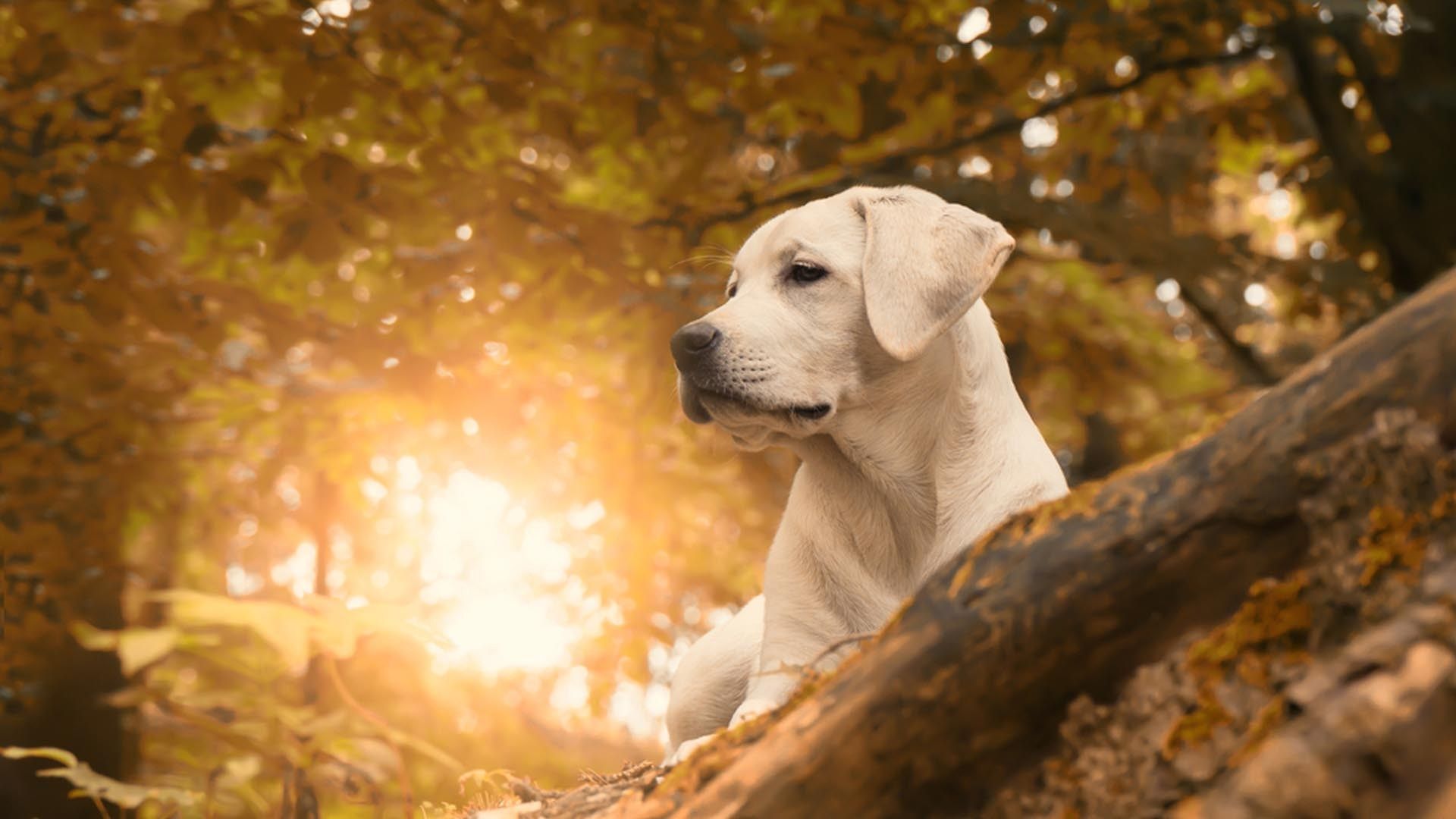 Labrador bianco nella foresta autunnale, 1920x1080 Full HD, Desktop