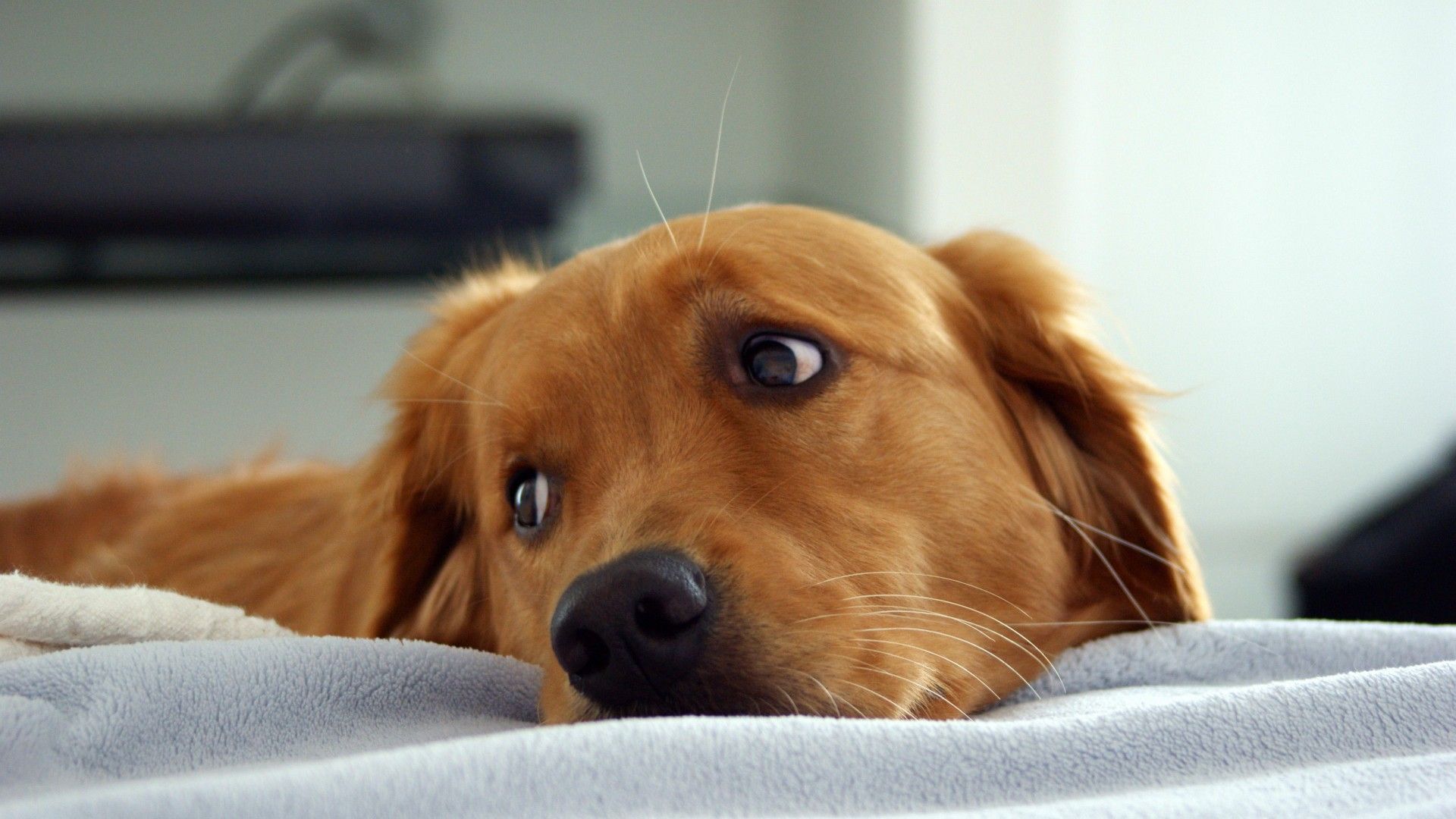 Golden retriever sdraiato, 1920x1080 Full HD 1080p, Desktop