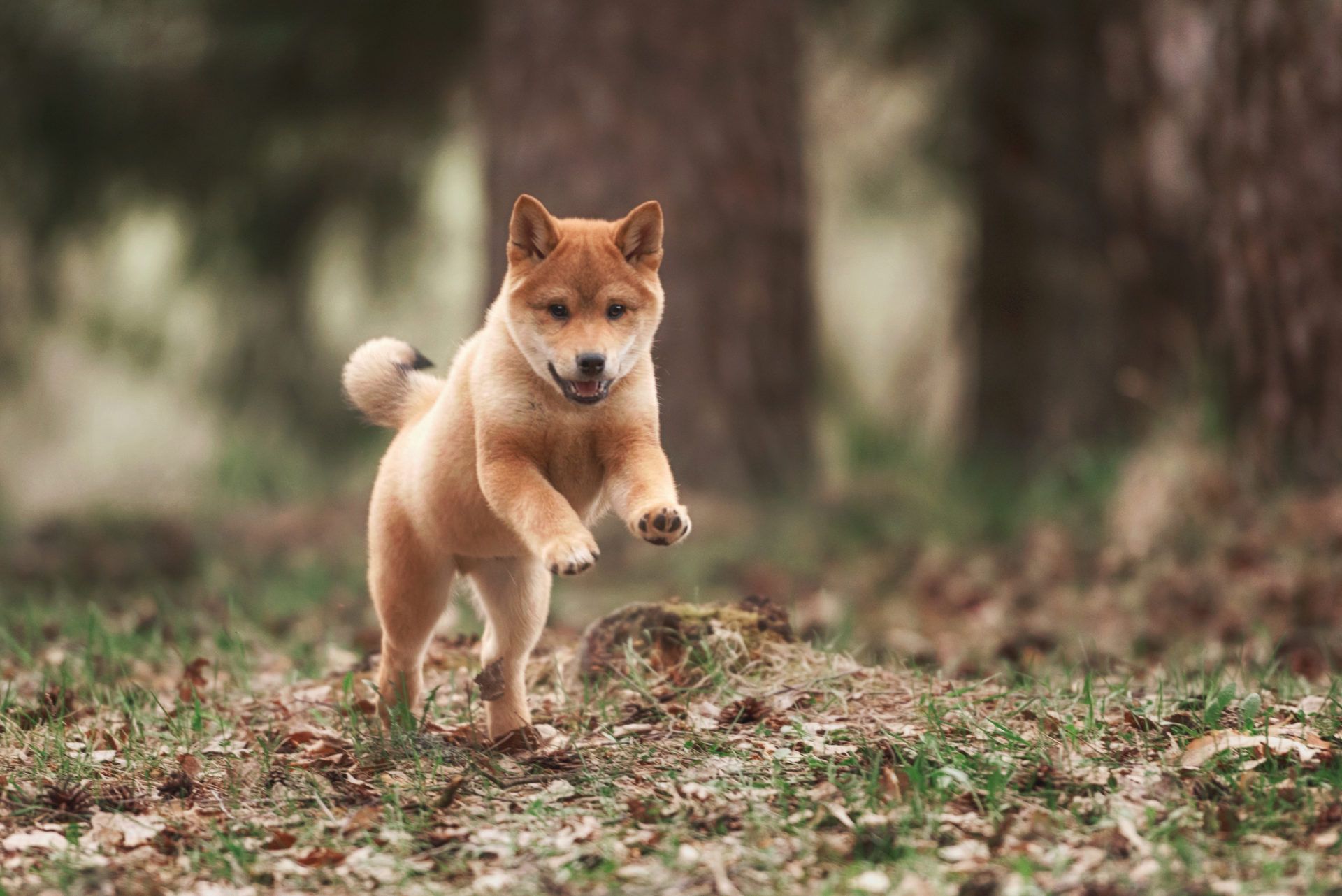 Shiba Inu che corre nel bosco, 1920x1282 Full HD+, Laptop