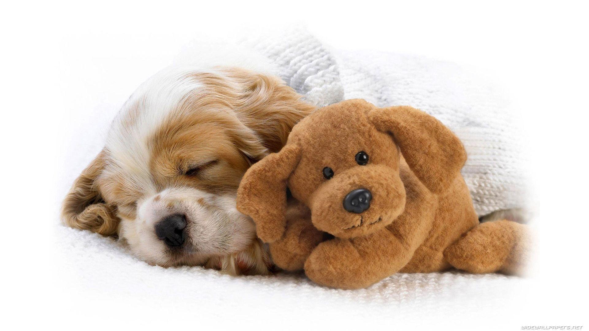 Cucciolo cane con orsacchiotto peluche, 1920x1080 1080p, Desktop