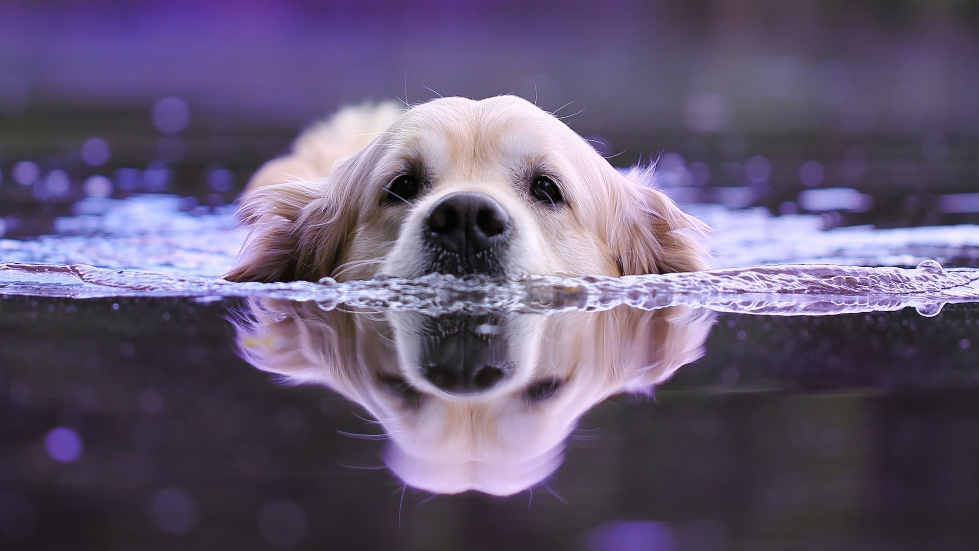 Cane golden retriever che nuota, 1920x1080 1080p, Laptop