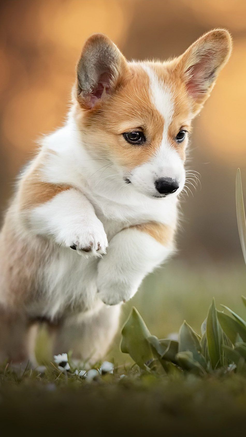 Cucciolo di Corgi che salta, 950x1689 Full HD Verticale, iPhone