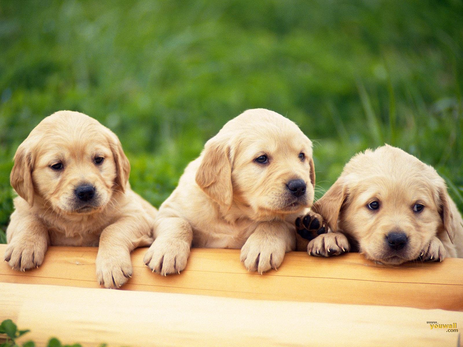 Tre cuccioli Golden Retriever, 1600x1200 900p, HP Laptop